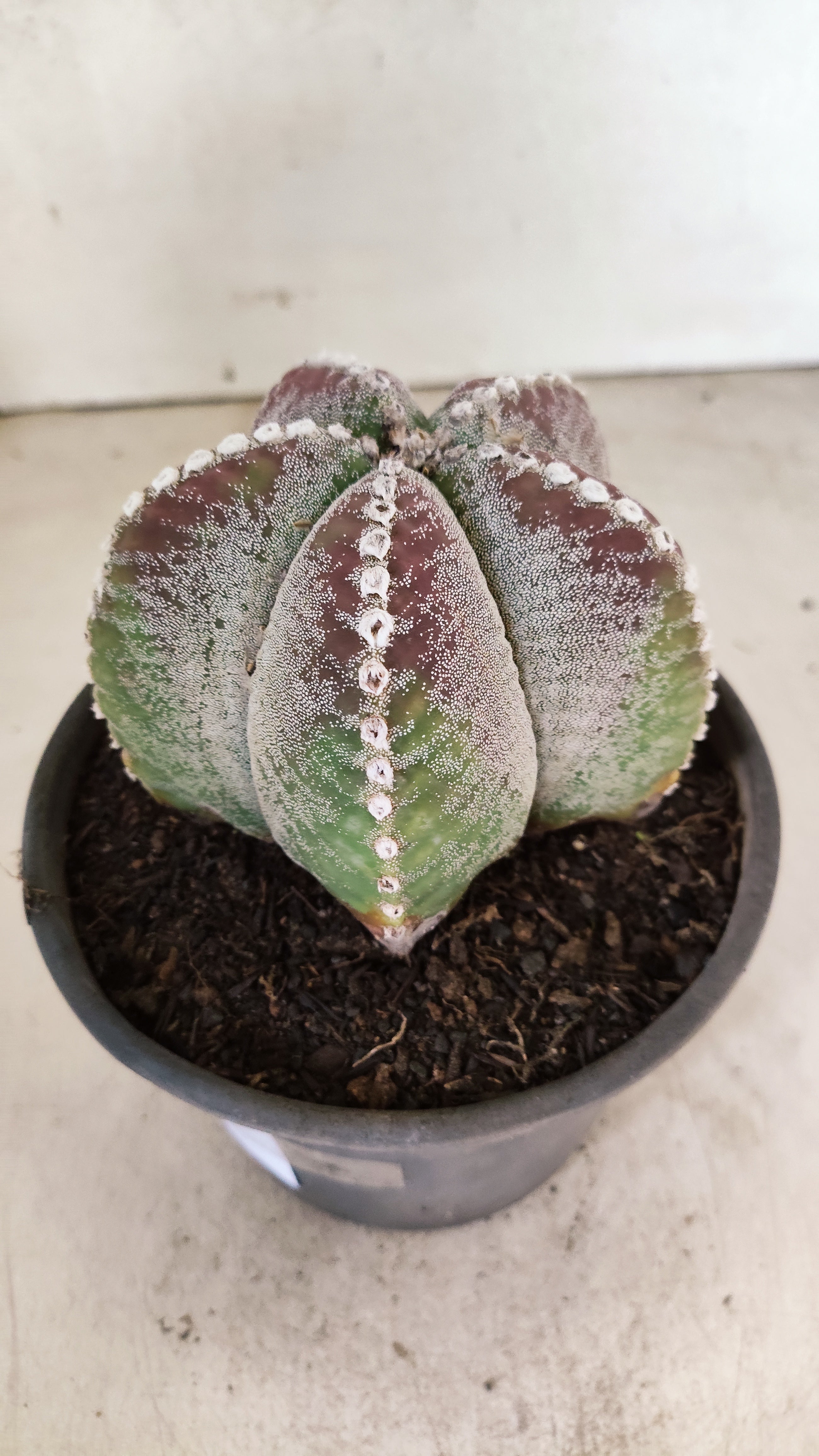 MATRIZ ASTROPHYTUM Myriostigma  Nº 56 – vaso 15