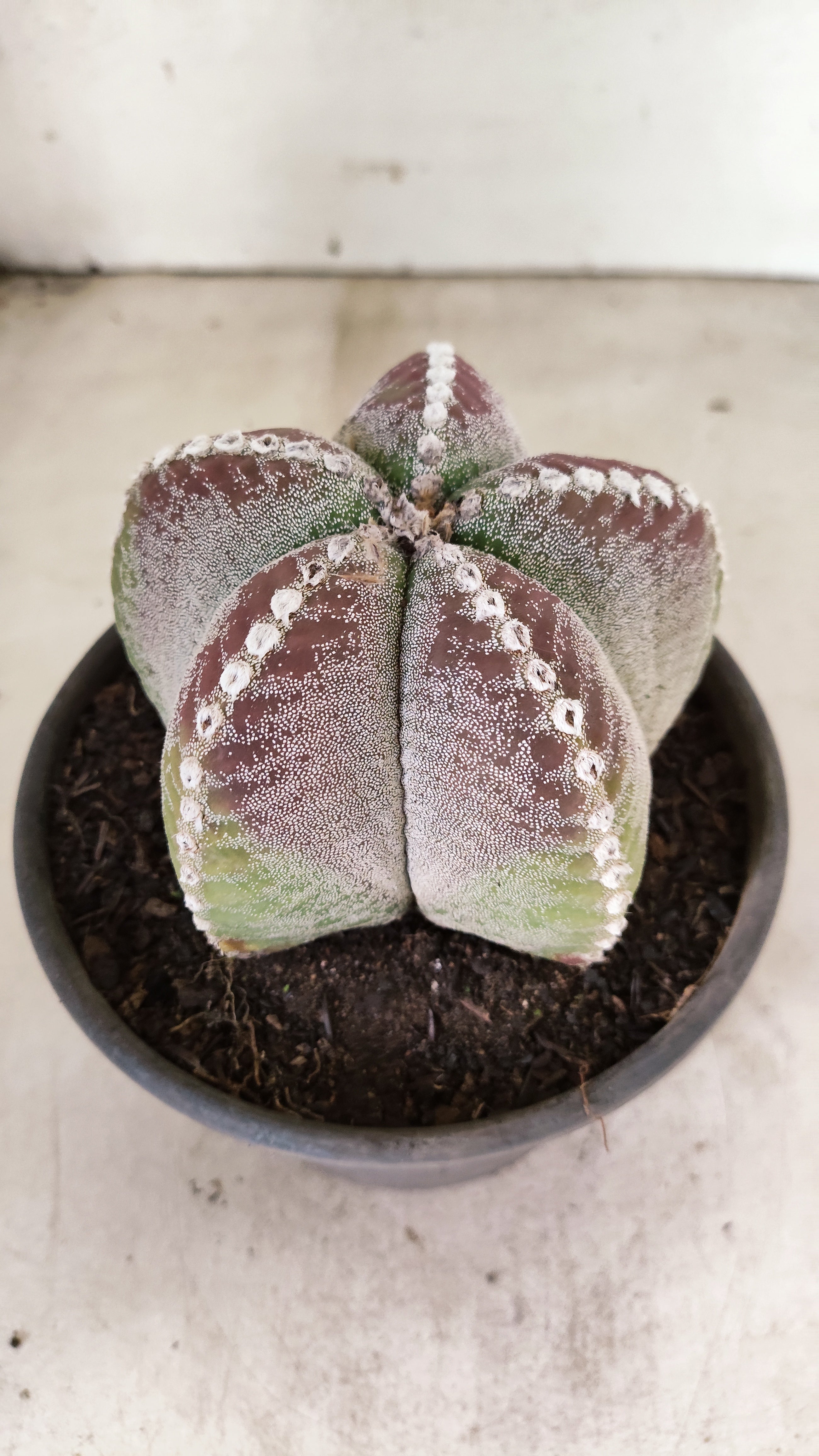 MATRIZ ASTROPHYTUM Myriostigma  Nº 56 – vaso 15