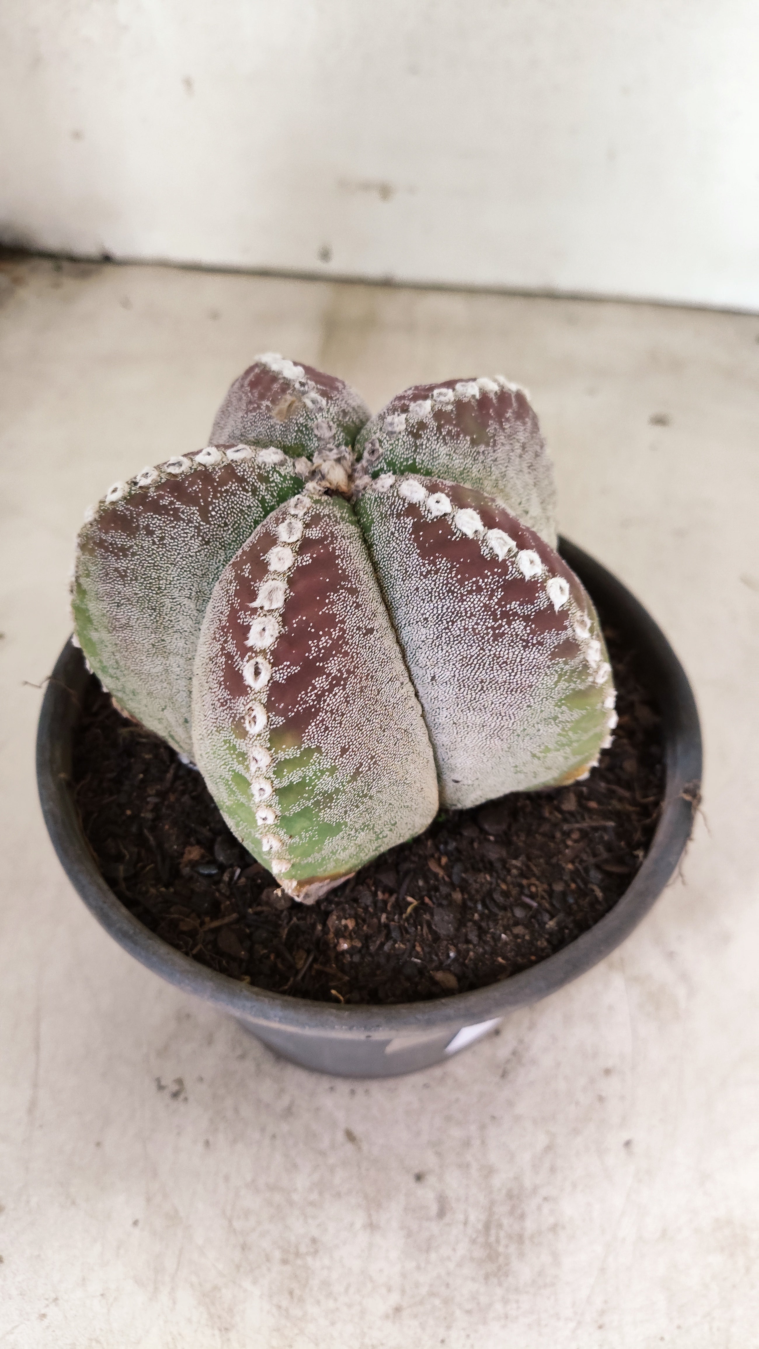 MATRIZ ASTROPHYTUM Myriostigma  Nº 56 – vaso 15