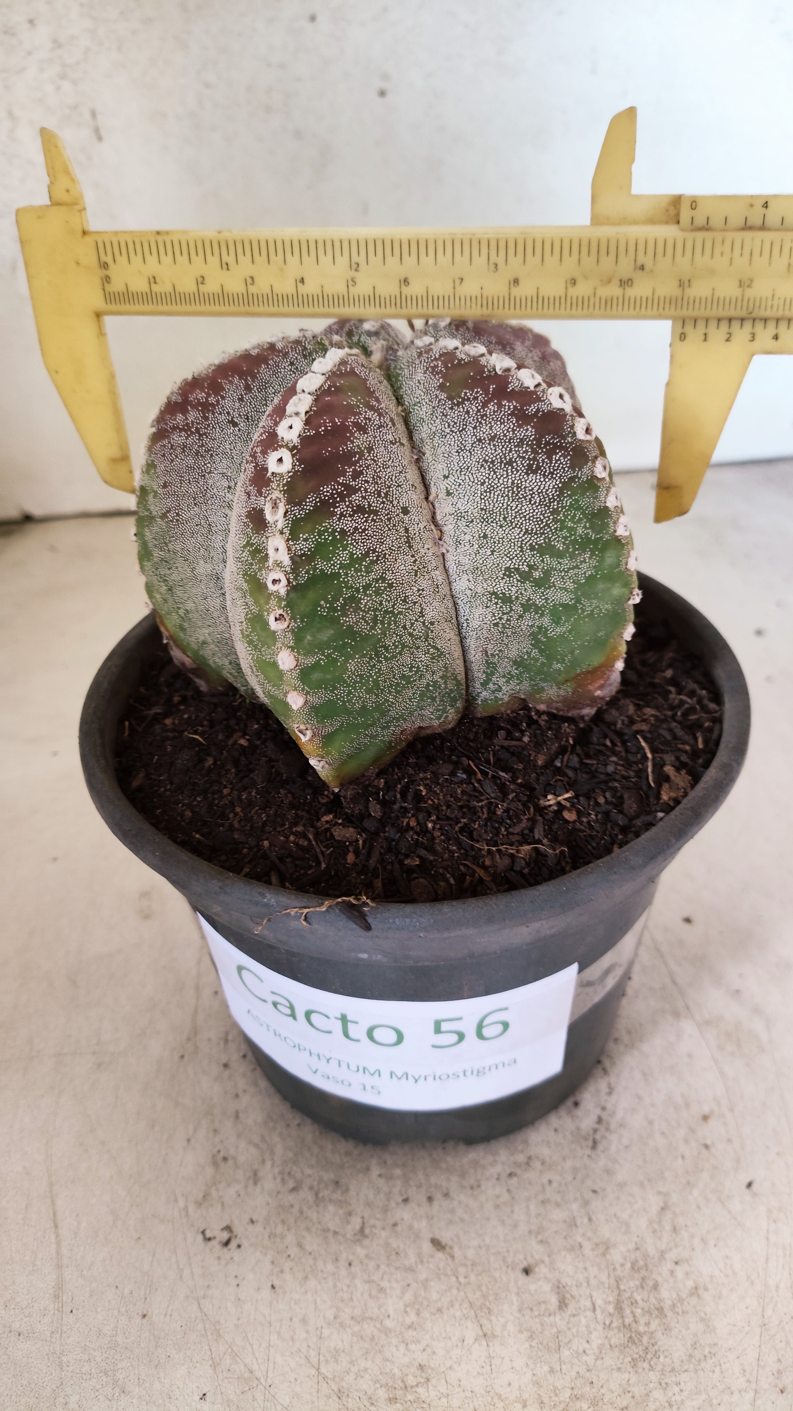 MATRIZ ASTROPHYTUM Myriostigma  Nº 56 – vaso 15