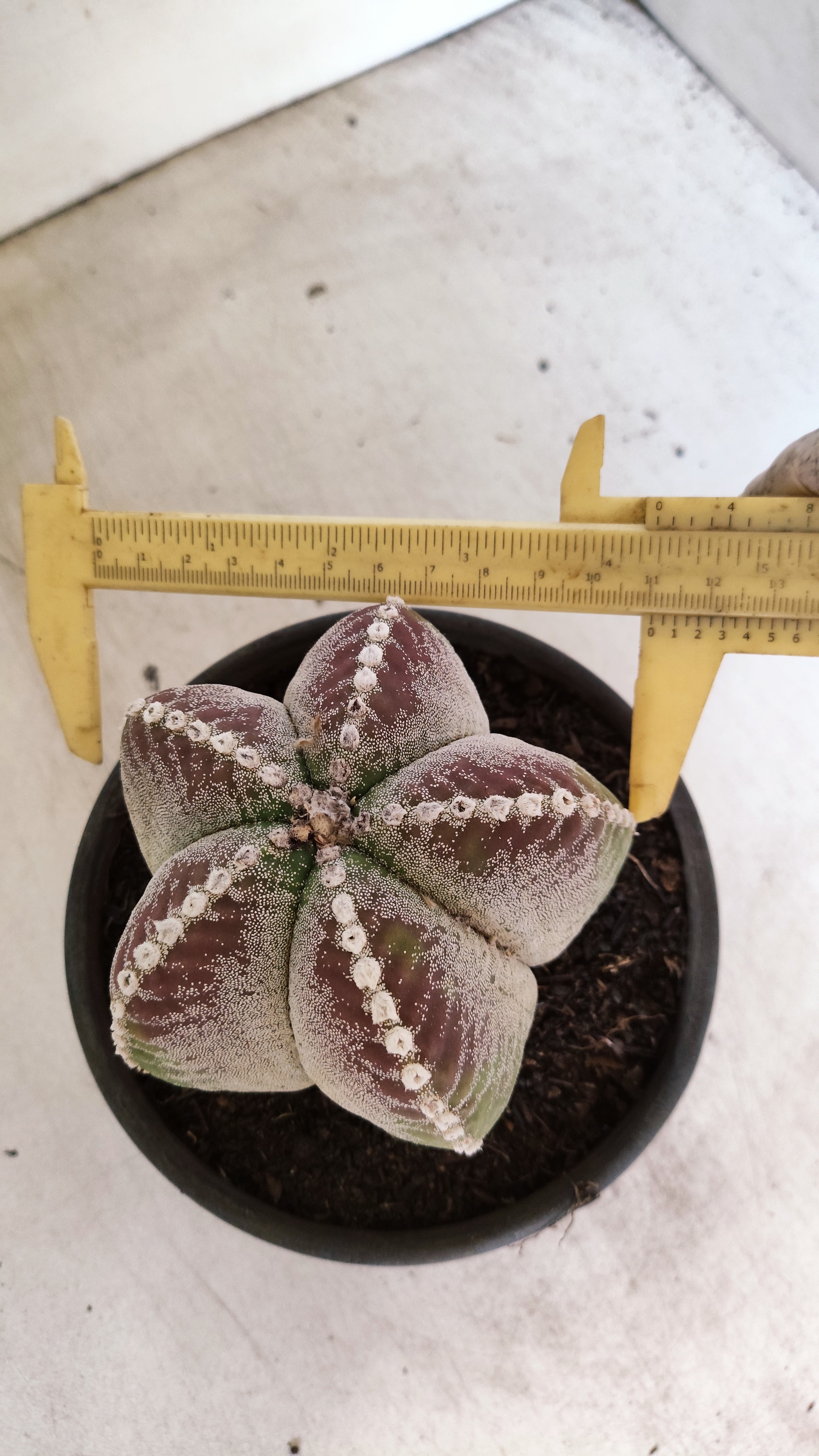 MATRIZ ASTROPHYTUM Myriostigma  Nº 56 – vaso 15