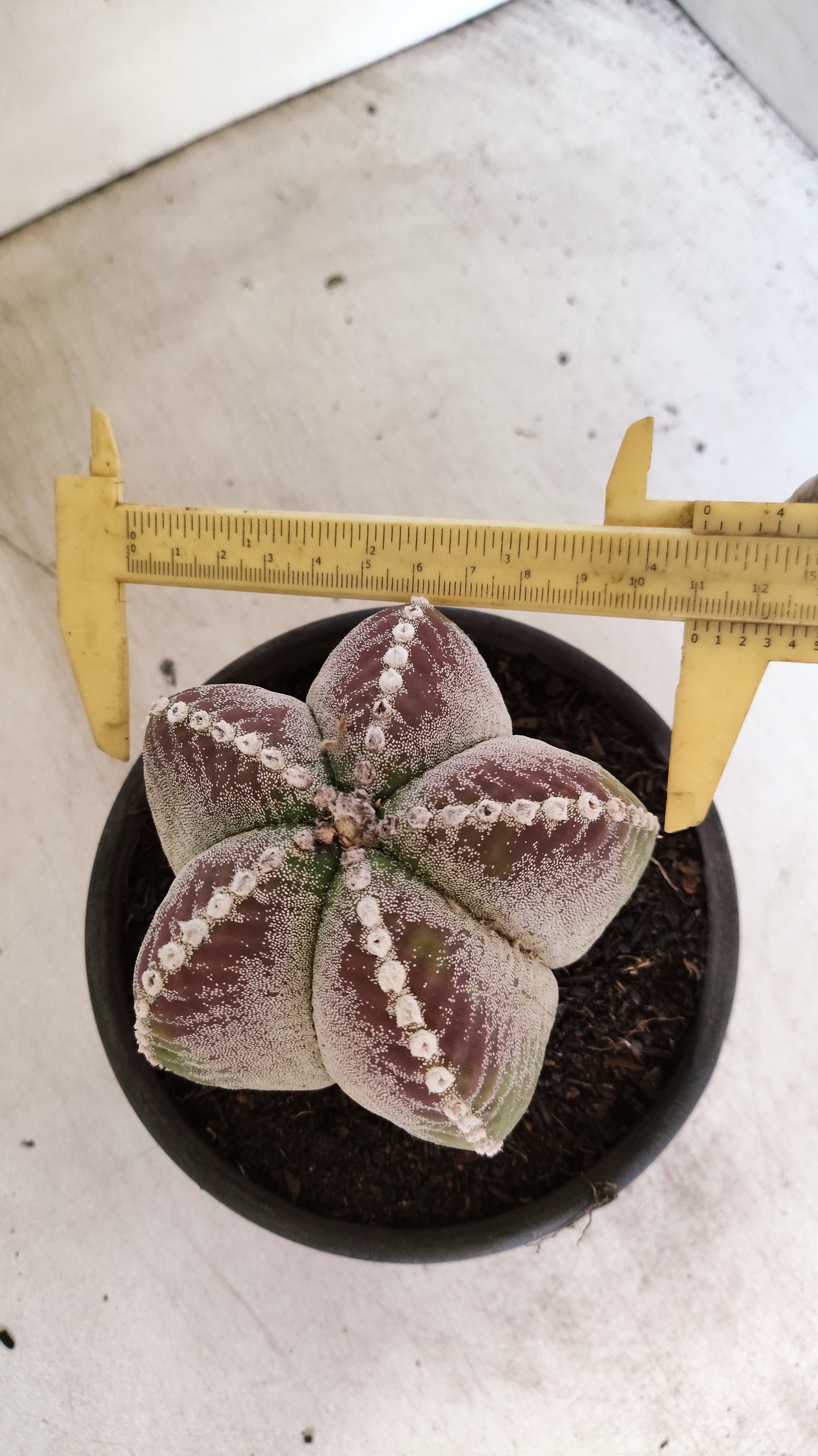 MATRIZ ASTROPHYTUM Myriostigma  Nº 56 – vaso 15