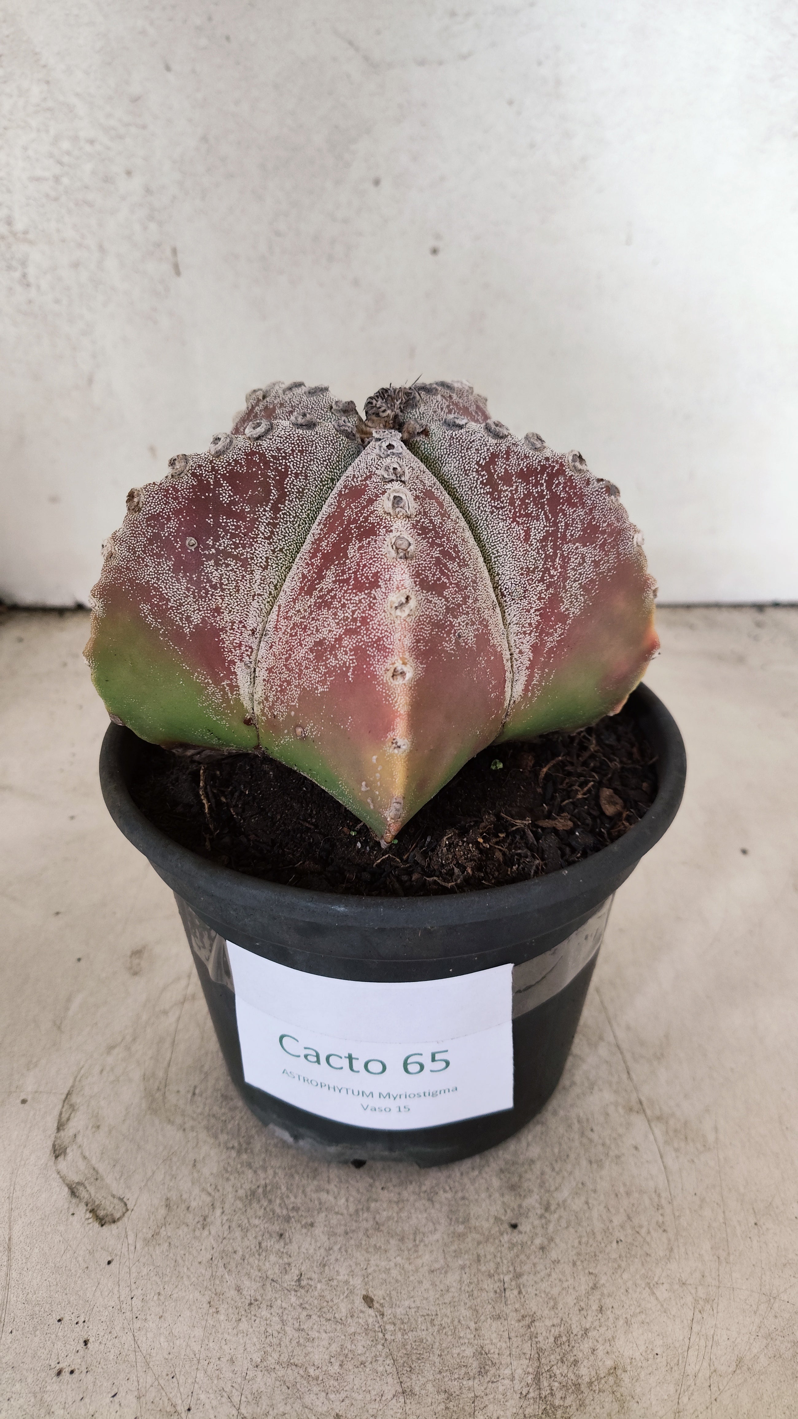 ASTROPHYTUM MYRIOSTIGMA  Nº 65 – vaso 15