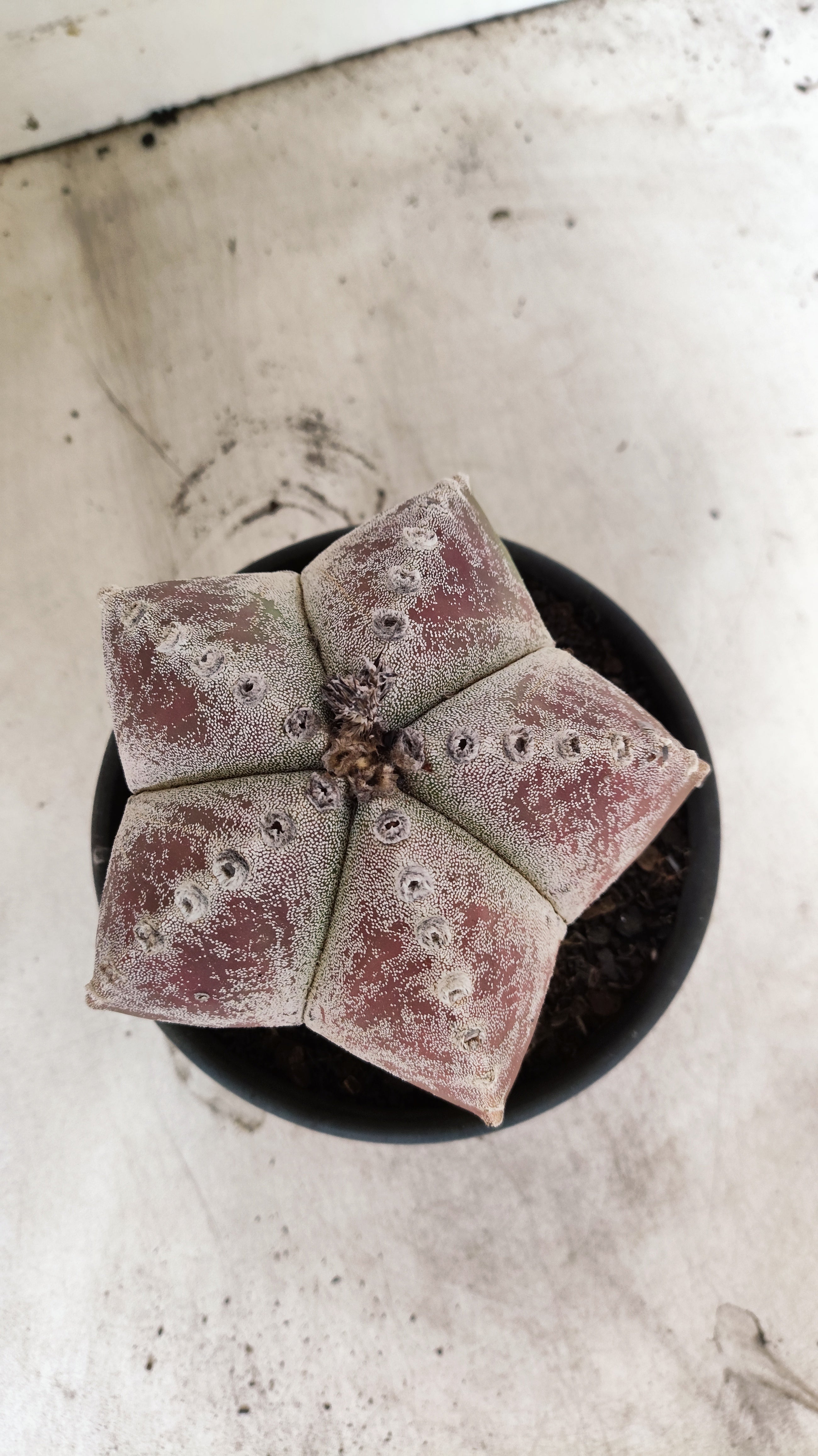 ASTROPHYTUM MYRIOSTIGMA  Nº 65 – vaso 15
