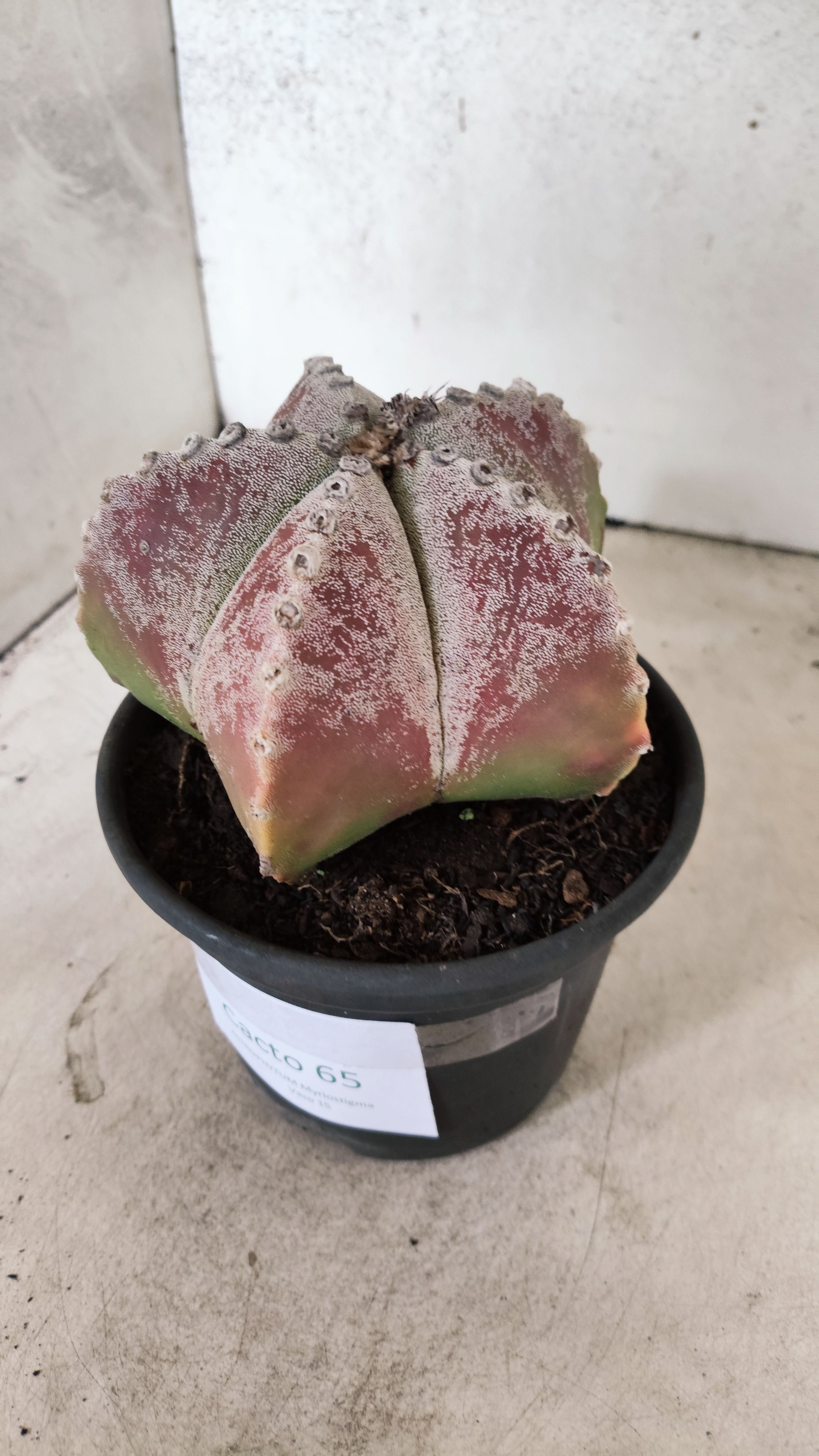 ASTROPHYTUM MYRIOSTIGMA  Nº 65 – vaso 15