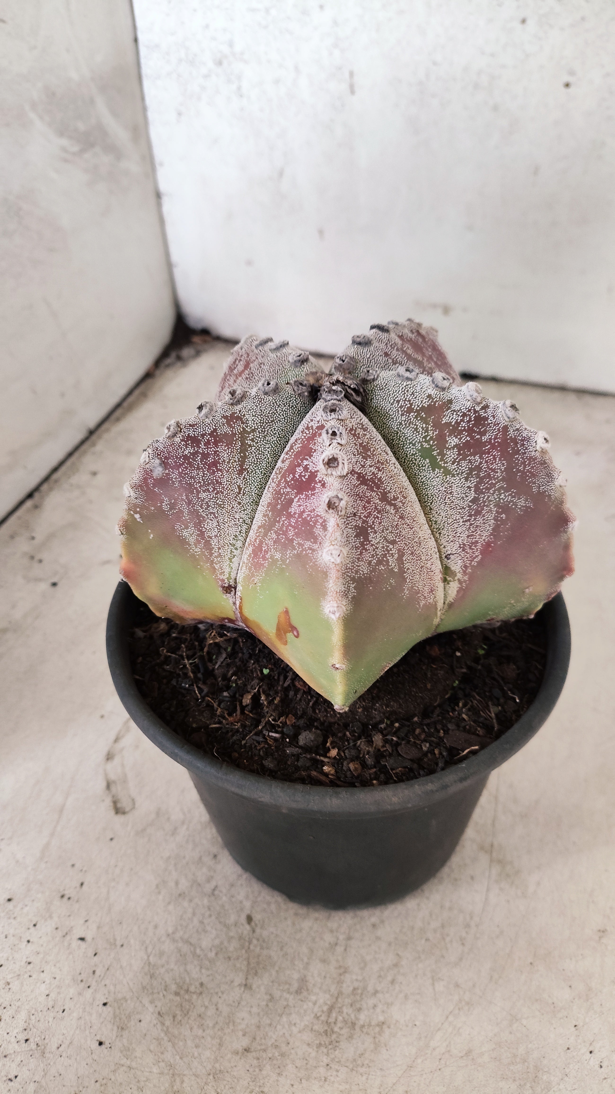 ASTROPHYTUM MYRIOSTIGMA  Nº 65 – vaso 15