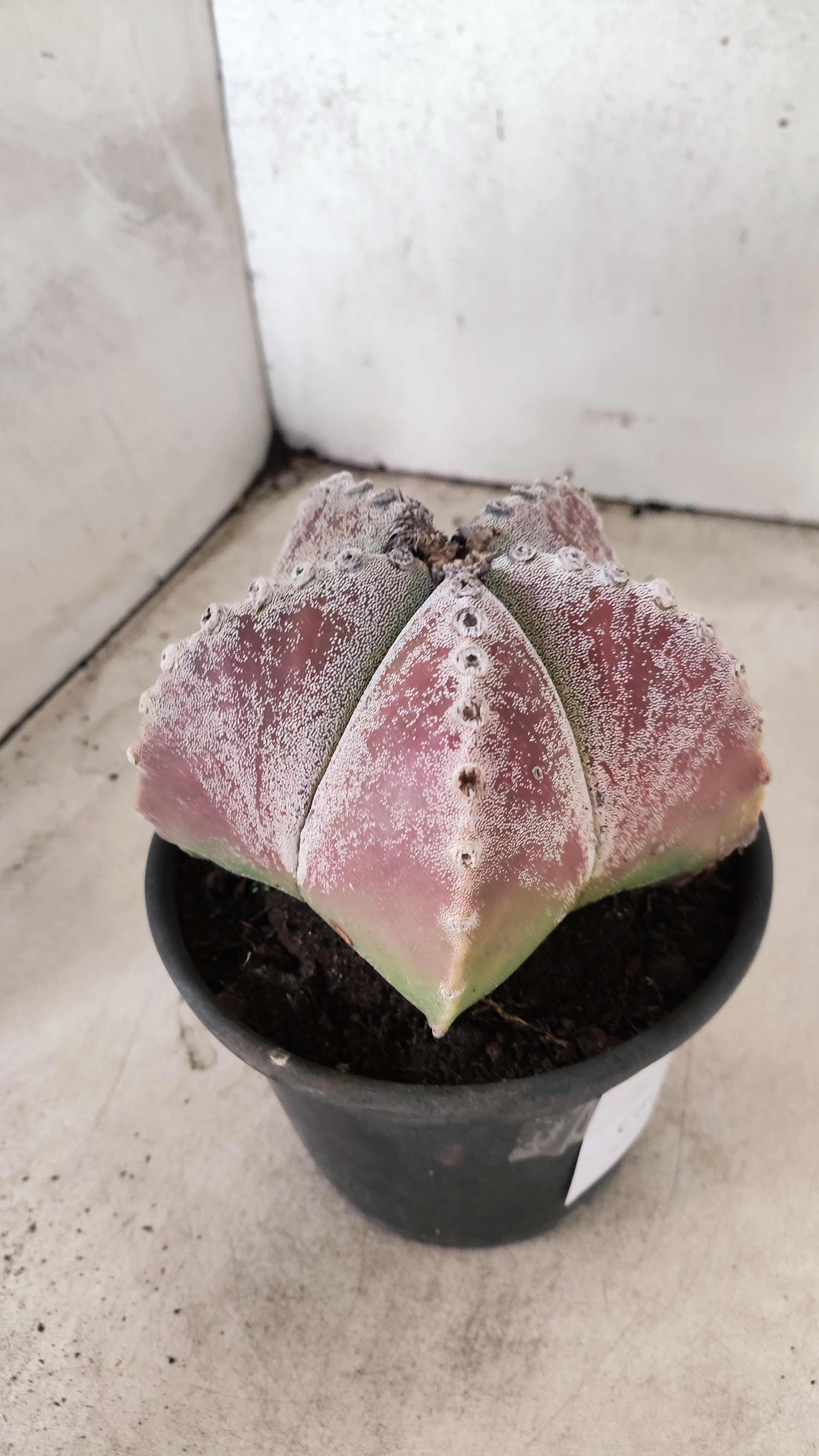 ASTROPHYTUM MYRIOSTIGMA  Nº 65 – vaso 15