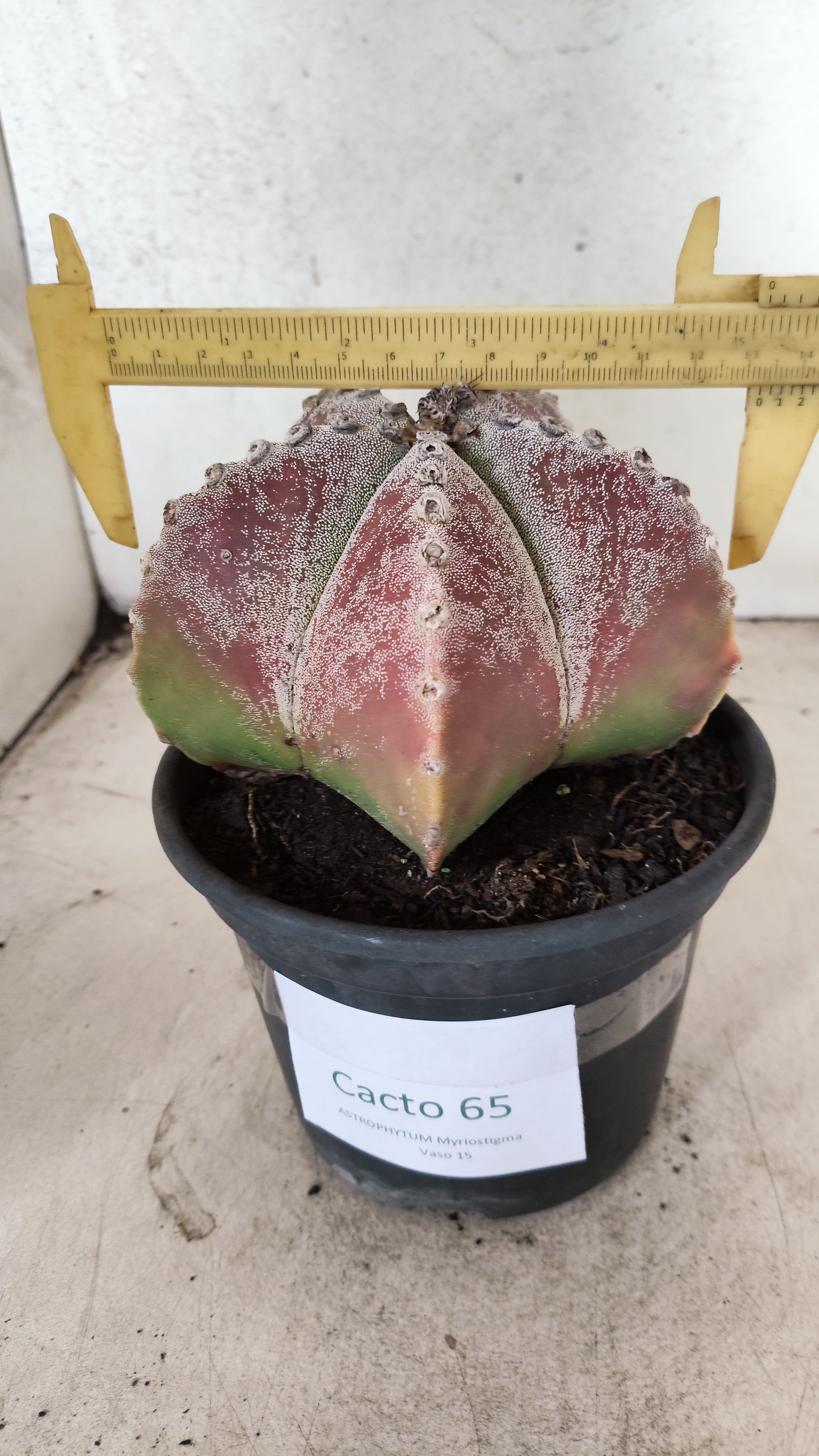 ASTROPHYTUM MYRIOSTIGMA  Nº 65 – vaso 15