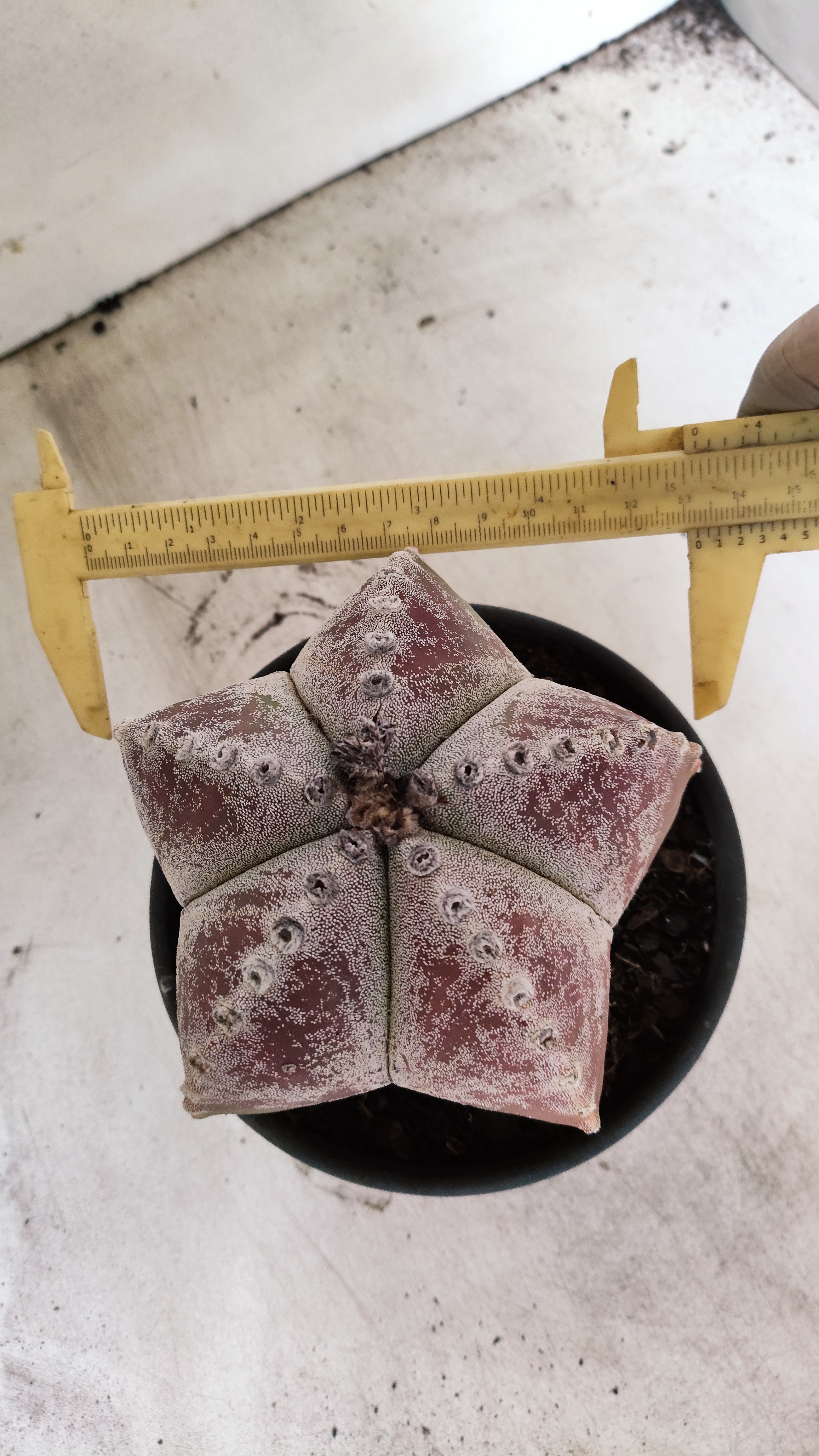 ASTROPHYTUM MYRIOSTIGMA  Nº 65 – vaso 15
