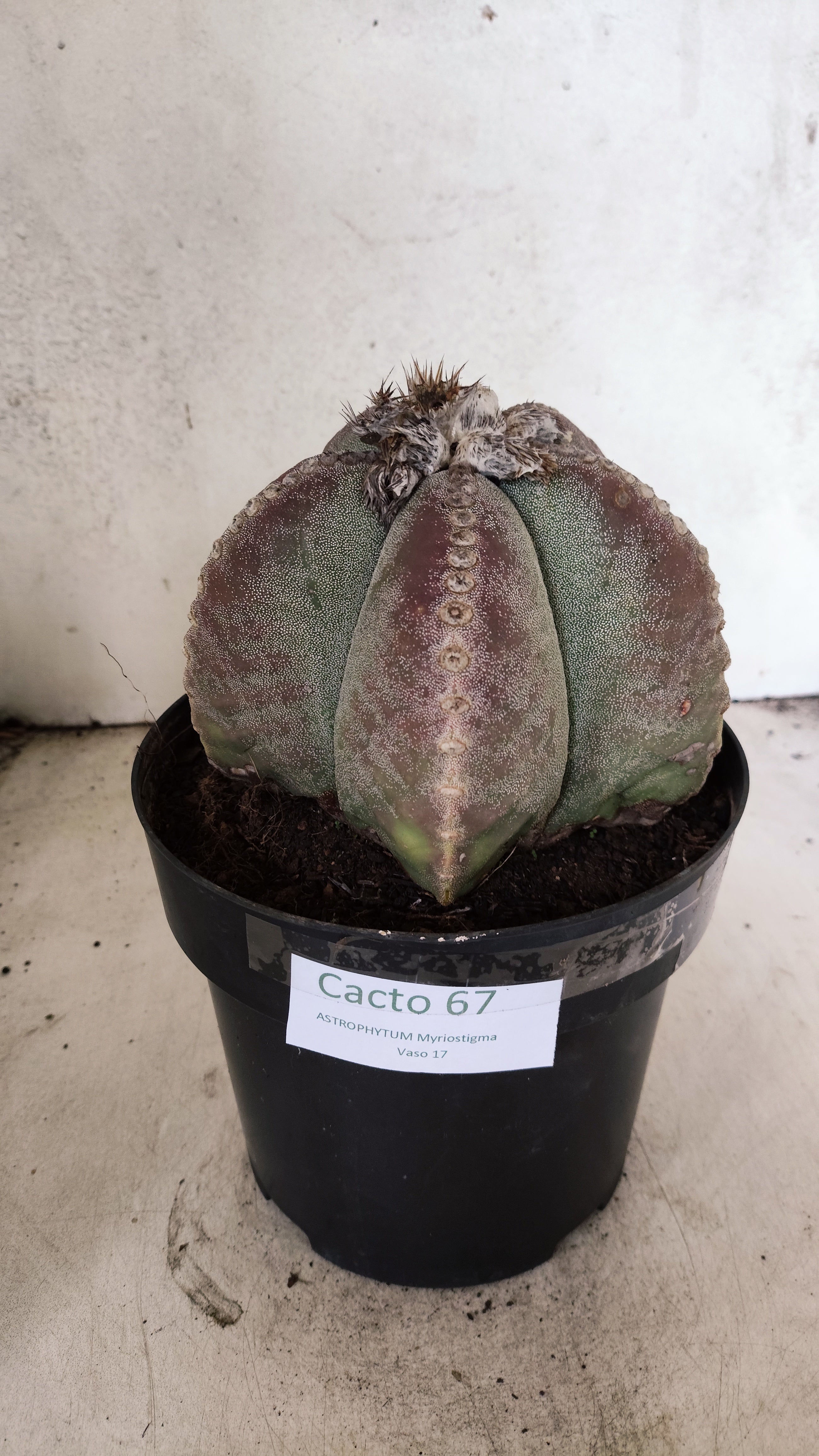ASTROPHYTUM MYRIOSTIGMA "GIGANTE"  Nº 67 – vaso 17