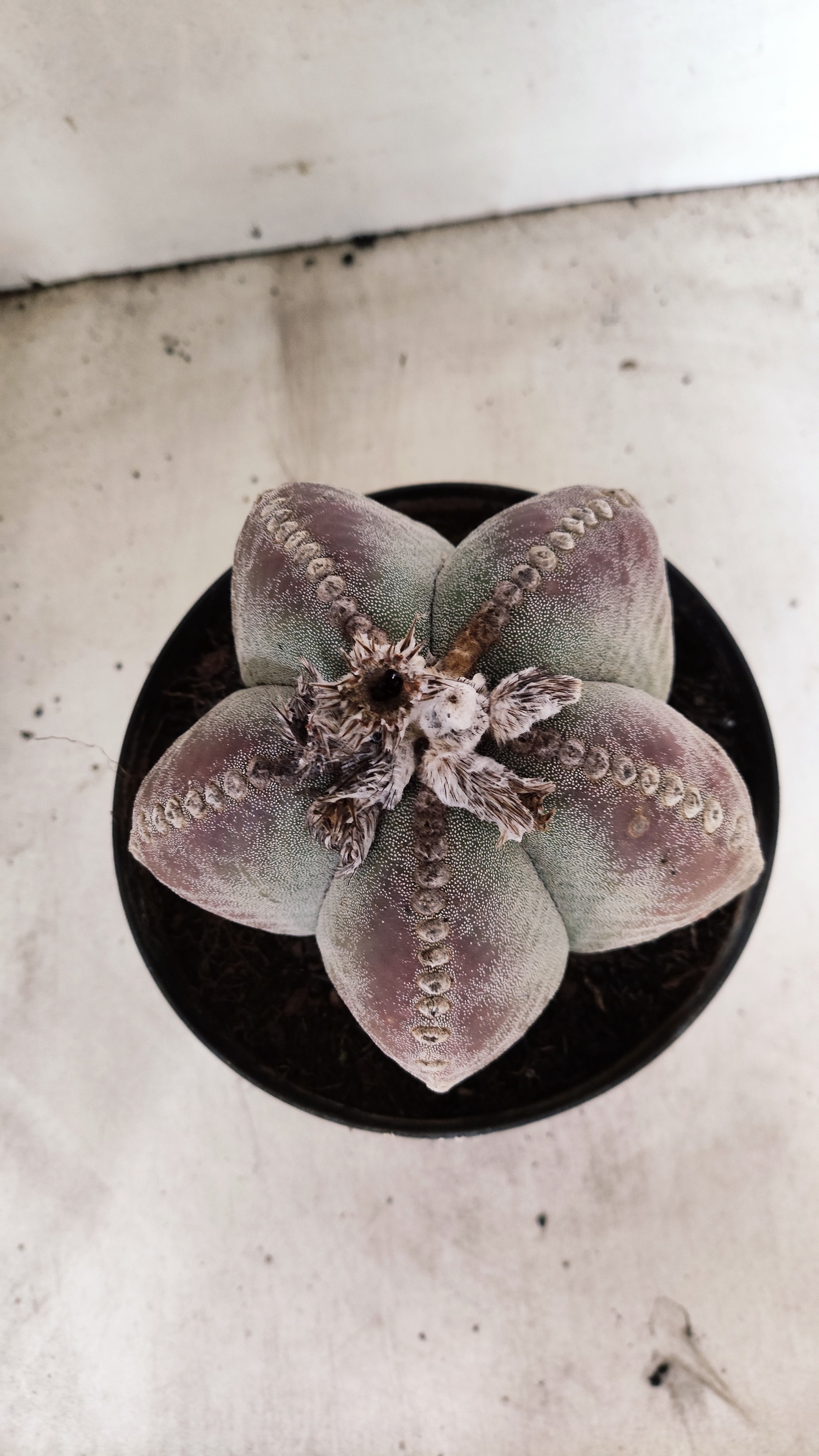 ASTROPHYTUM MYRIOSTIGMA "GIGANTE"  Nº 67 – vaso 17