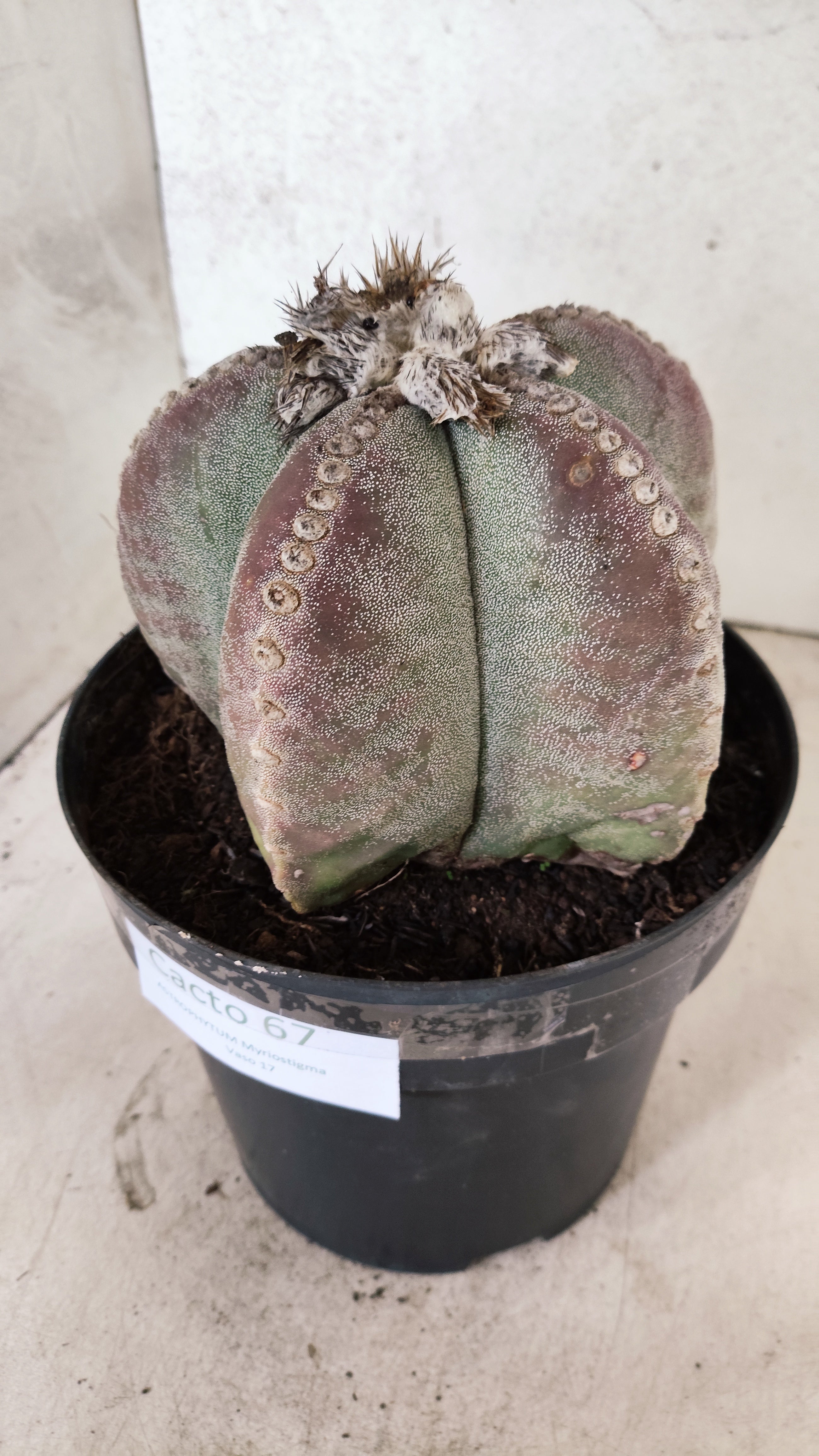 ASTROPHYTUM MYRIOSTIGMA "GIGANTE"  Nº 67 – vaso 17