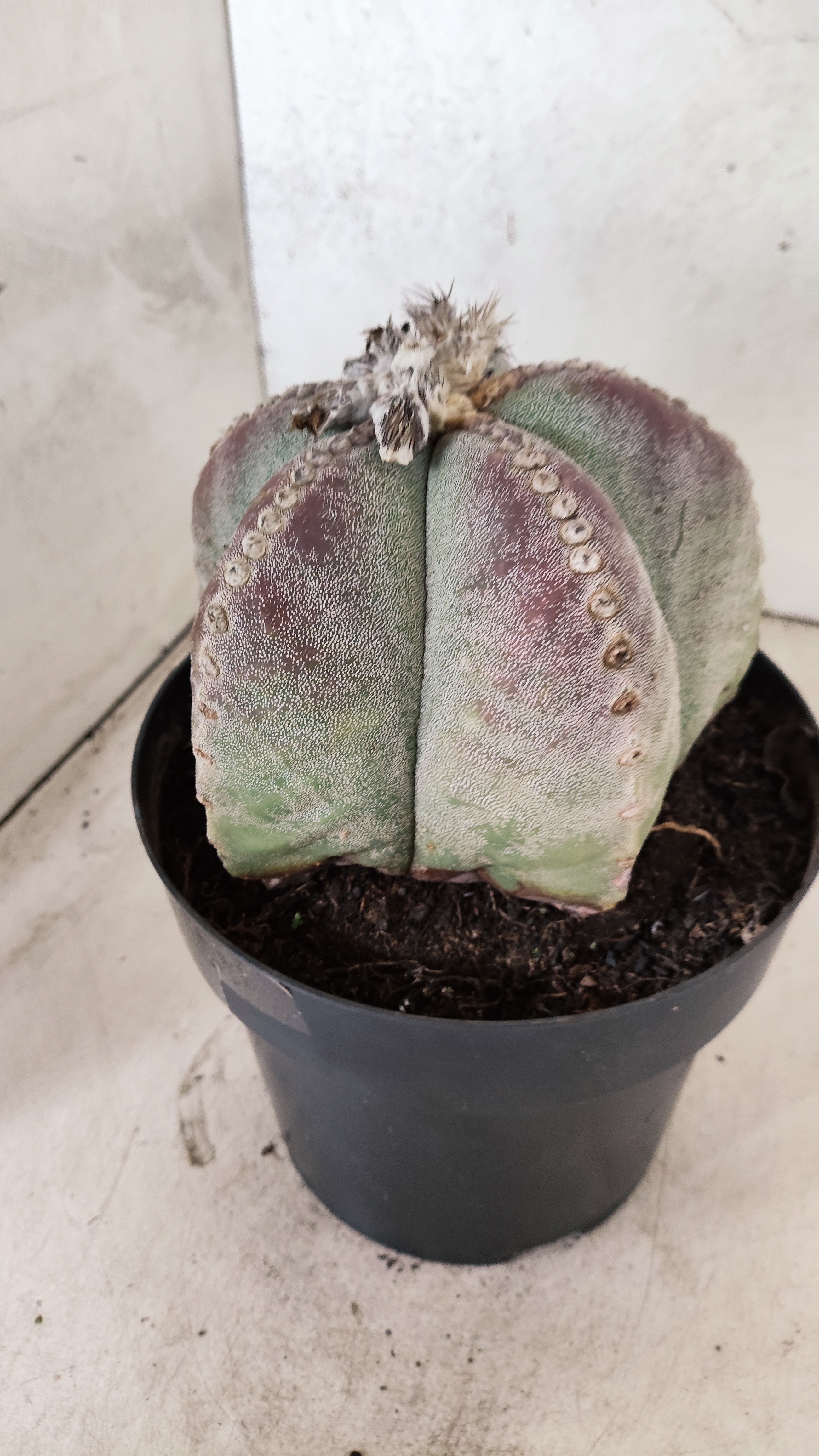 ASTROPHYTUM MYRIOSTIGMA "GIGANTE"  Nº 67 – vaso 17