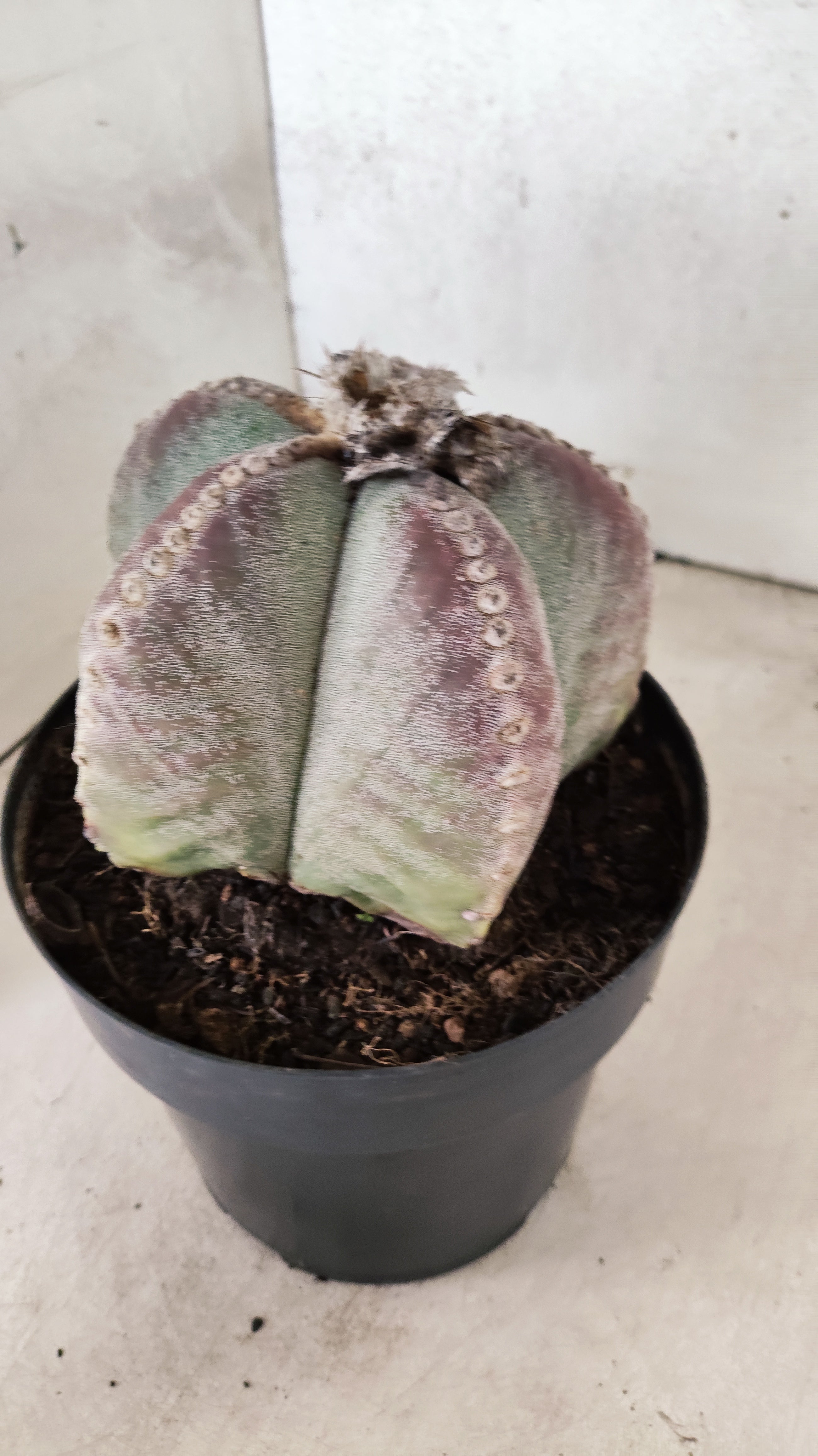 ASTROPHYTUM MYRIOSTIGMA "GIGANTE"  Nº 67 – vaso 17
