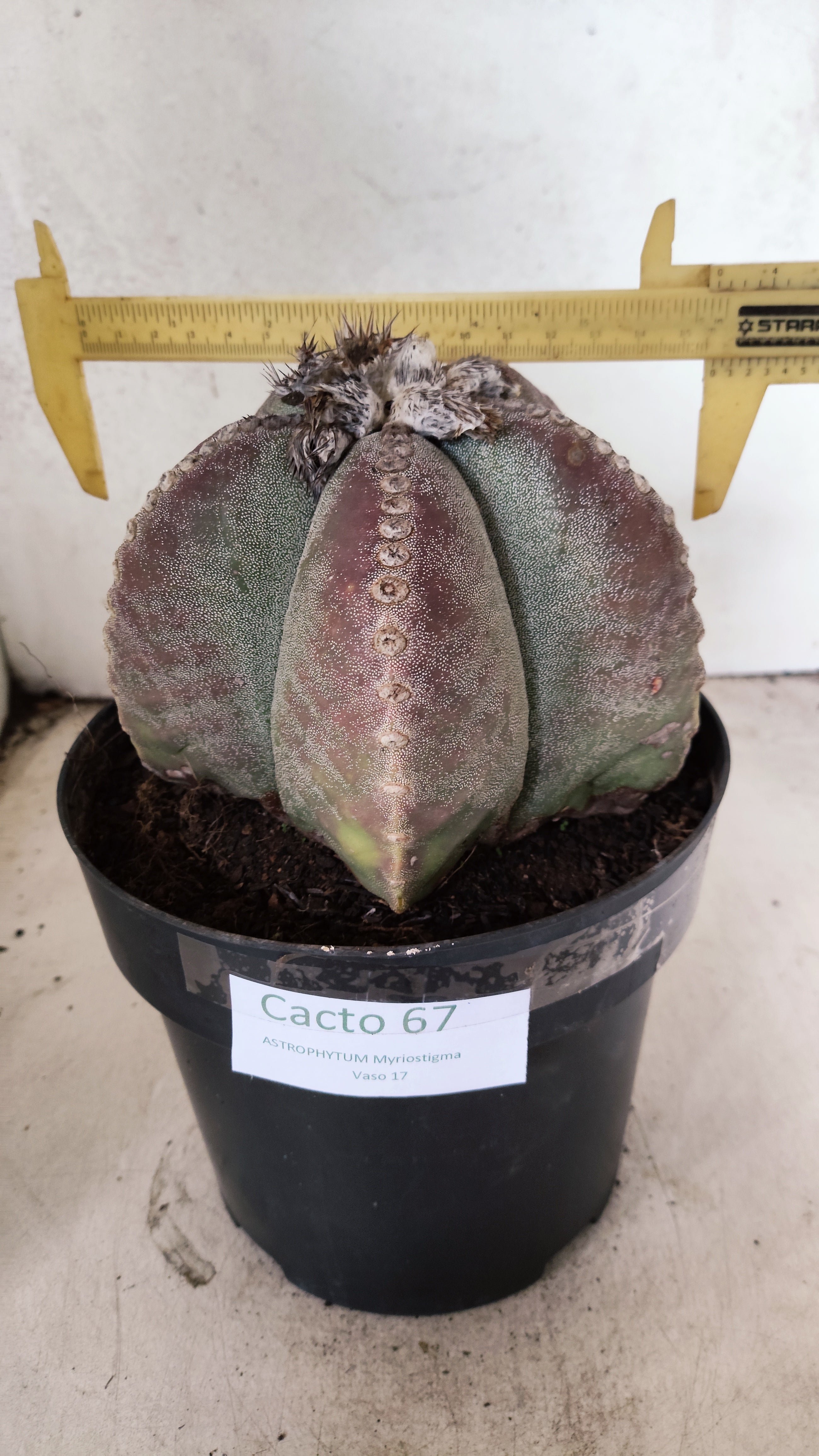 ASTROPHYTUM MYRIOSTIGMA "GIGANTE"  Nº 67 – vaso 17