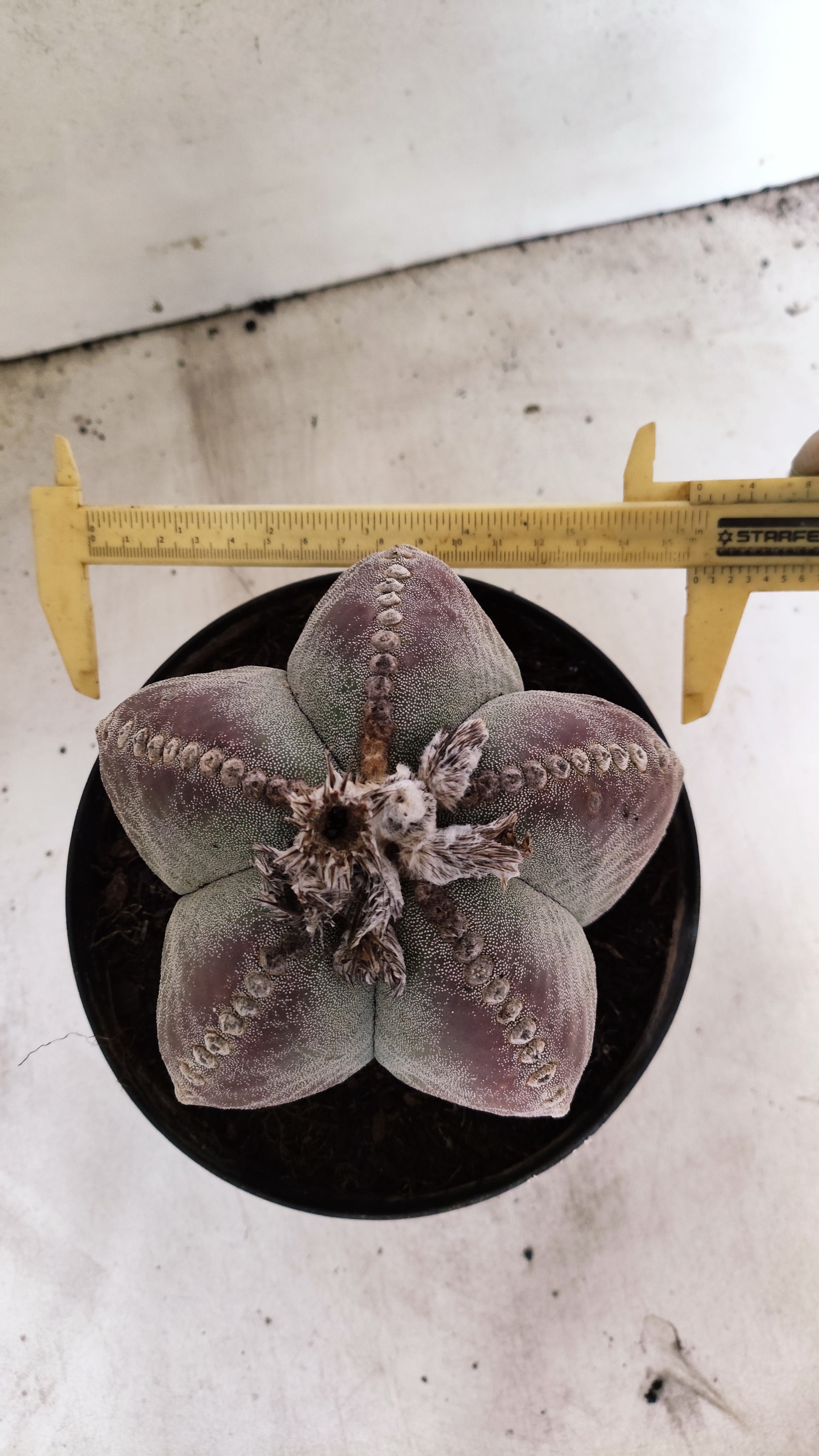 ASTROPHYTUM MYRIOSTIGMA "GIGANTE"  Nº 67 – vaso 17