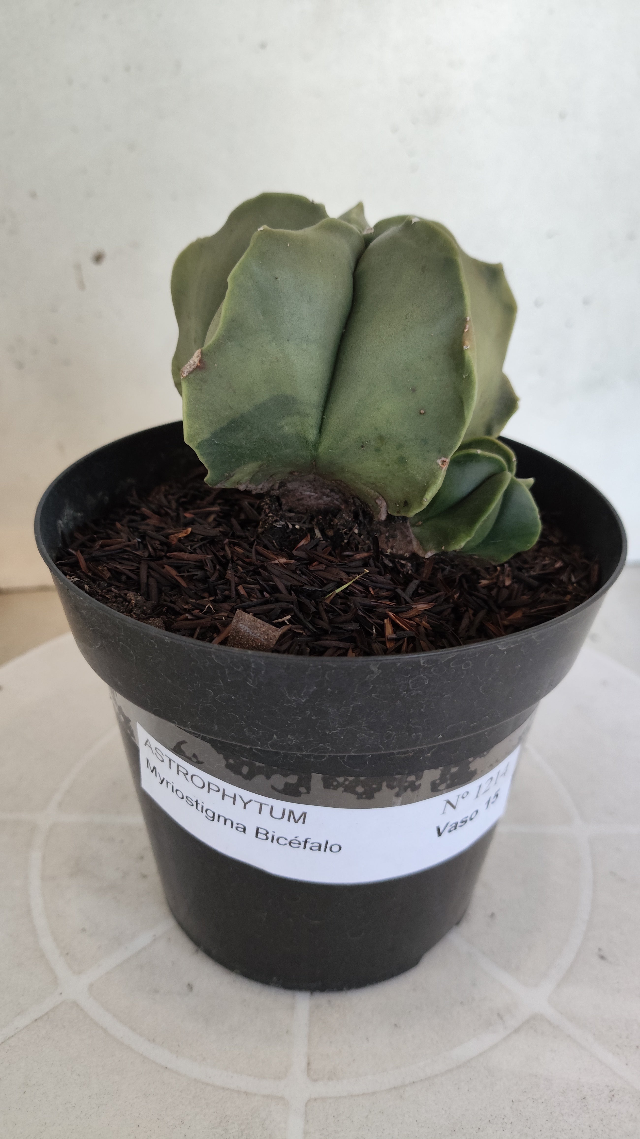 ASTROPHYTUM MYRIOSTIGMA "BICÉFALO" Nº 1214 – vaso 15