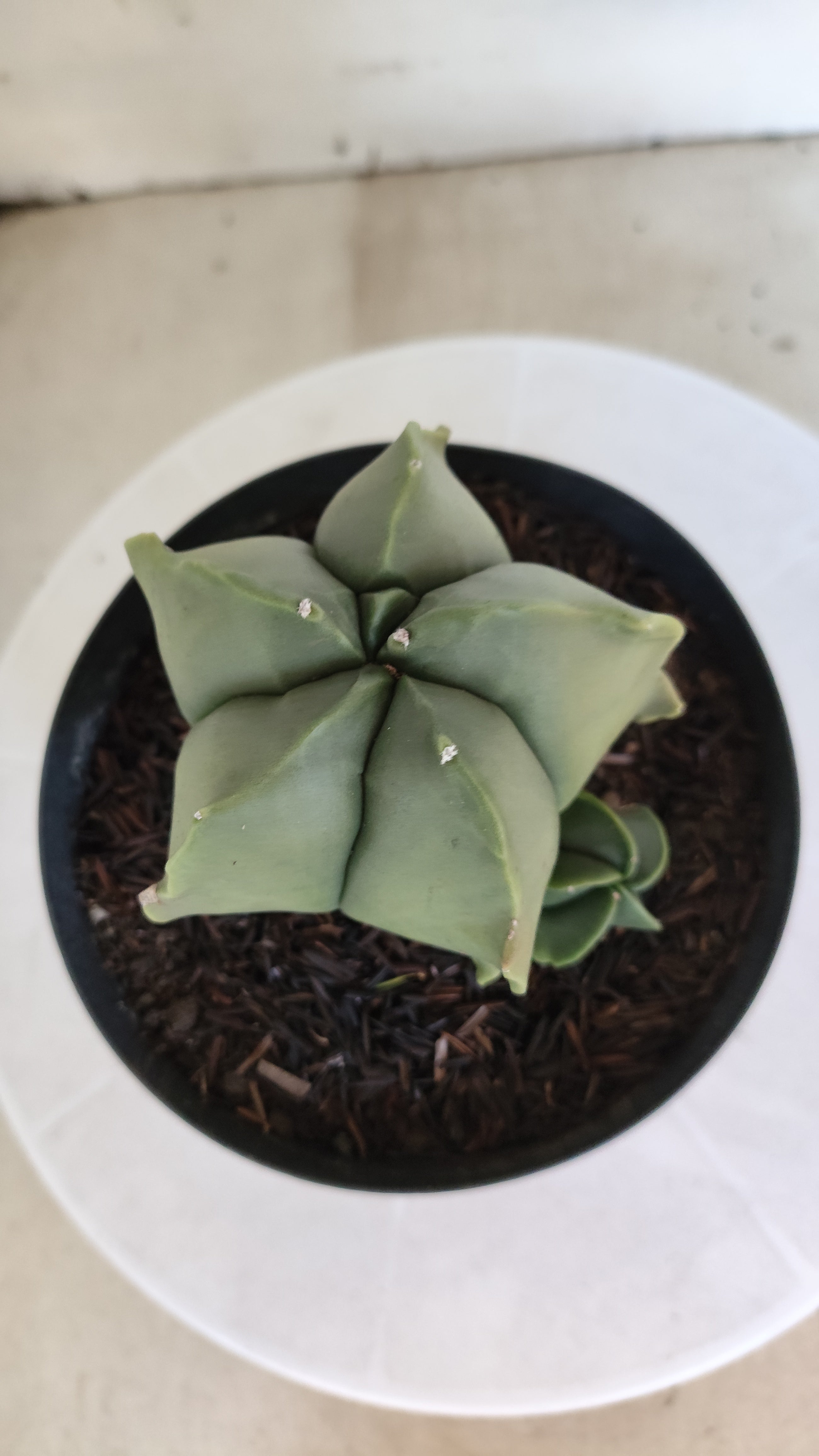 ASTROPHYTUM MYRIOSTIGMA "BICÉFALO" Nº 1214 – vaso 15