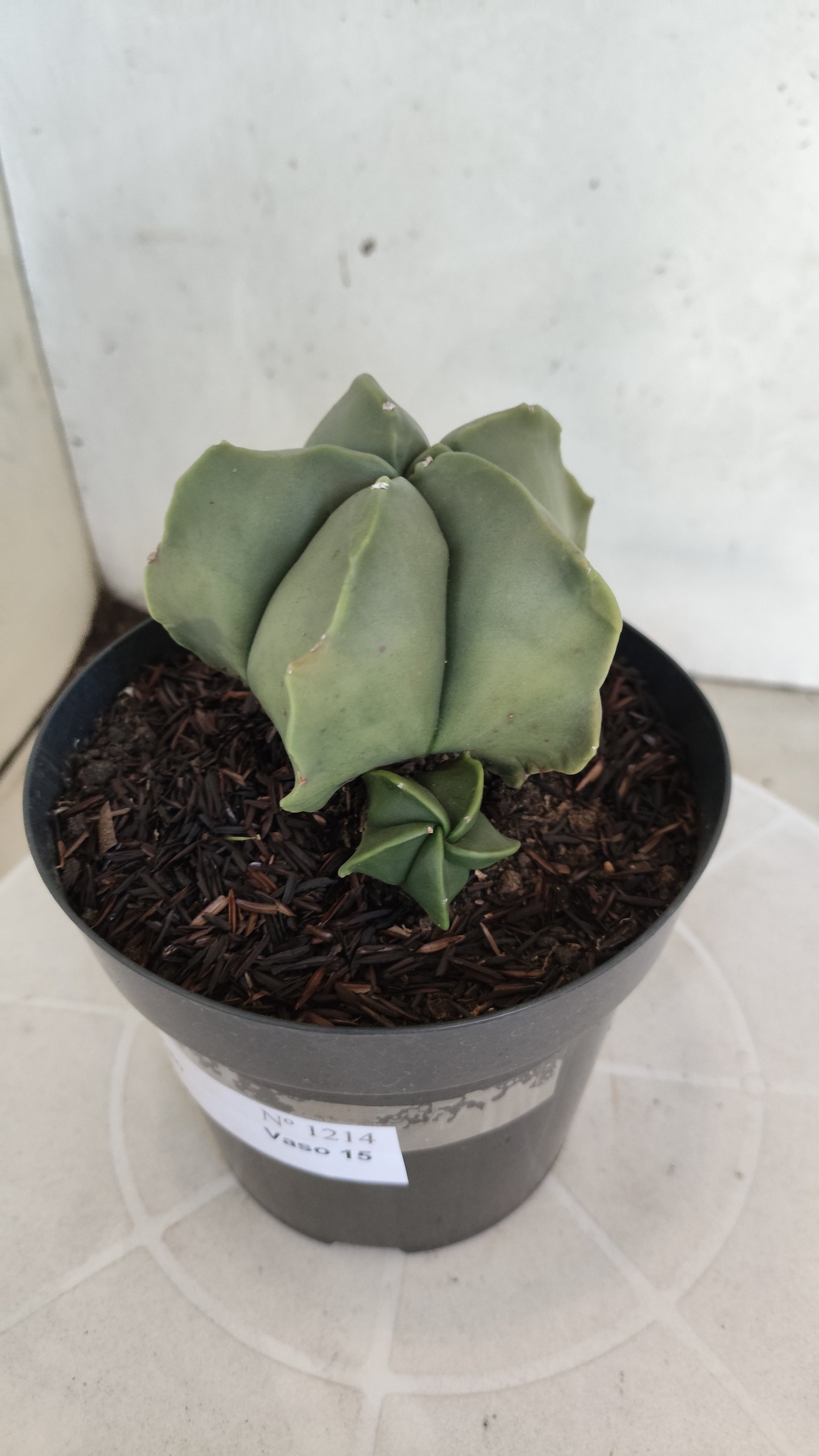 ASTROPHYTUM MYRIOSTIGMA "BICÉFALO" Nº 1214 – vaso 15