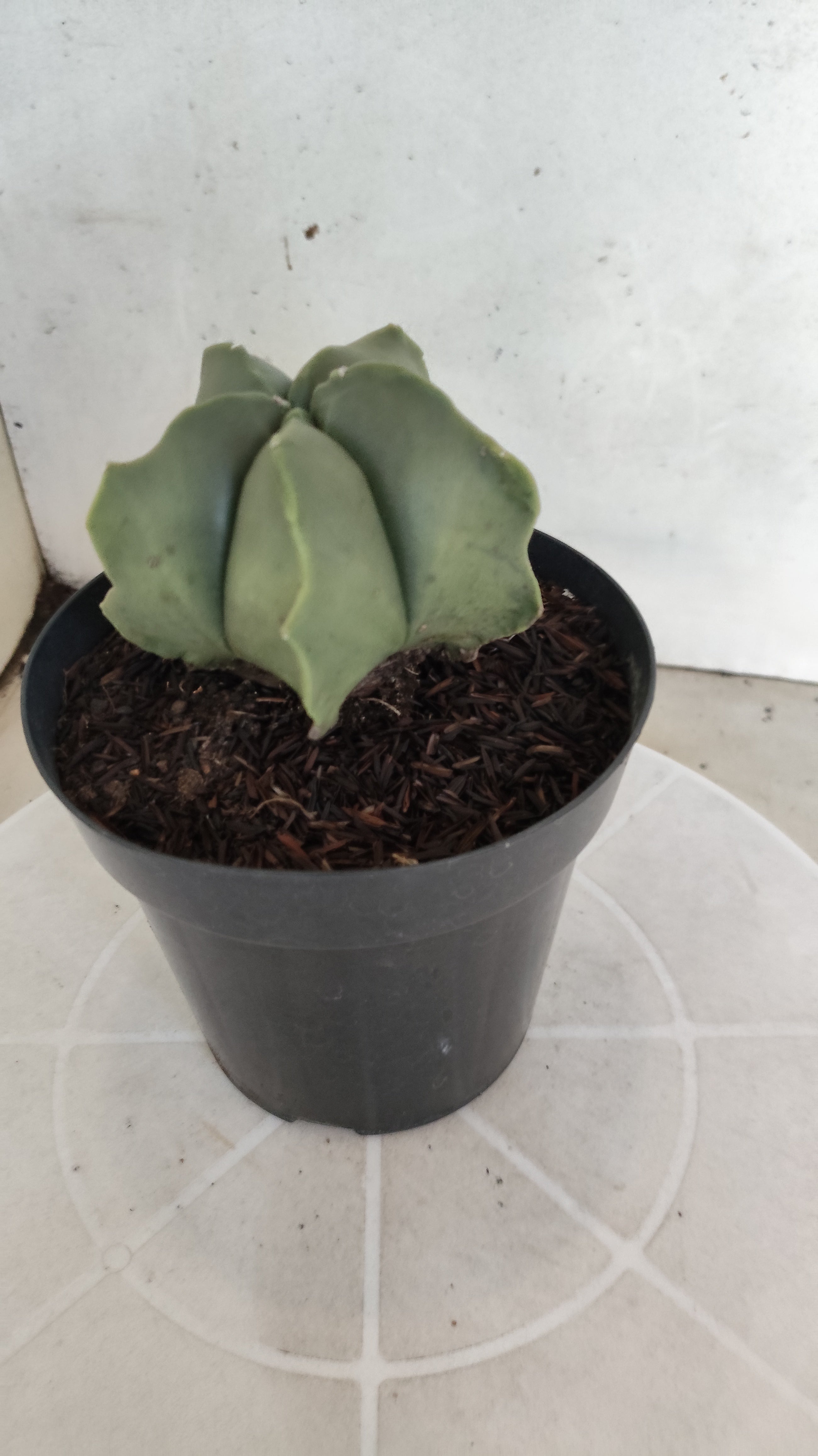 ASTROPHYTUM MYRIOSTIGMA "BICÉFALO" Nº 1214 – vaso 15