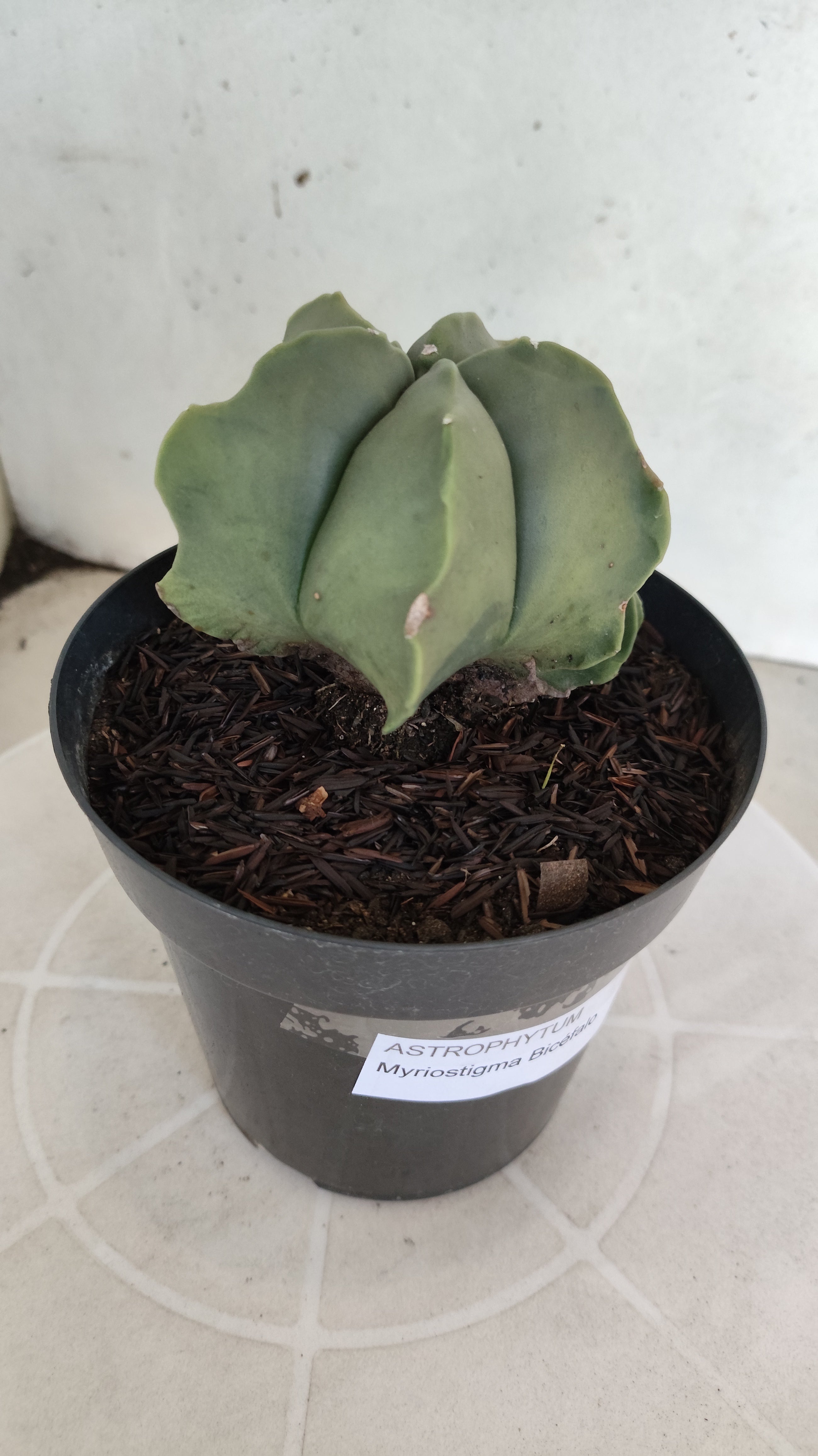 ASTROPHYTUM MYRIOSTIGMA "BICÉFALO" Nº 1214 – vaso 15