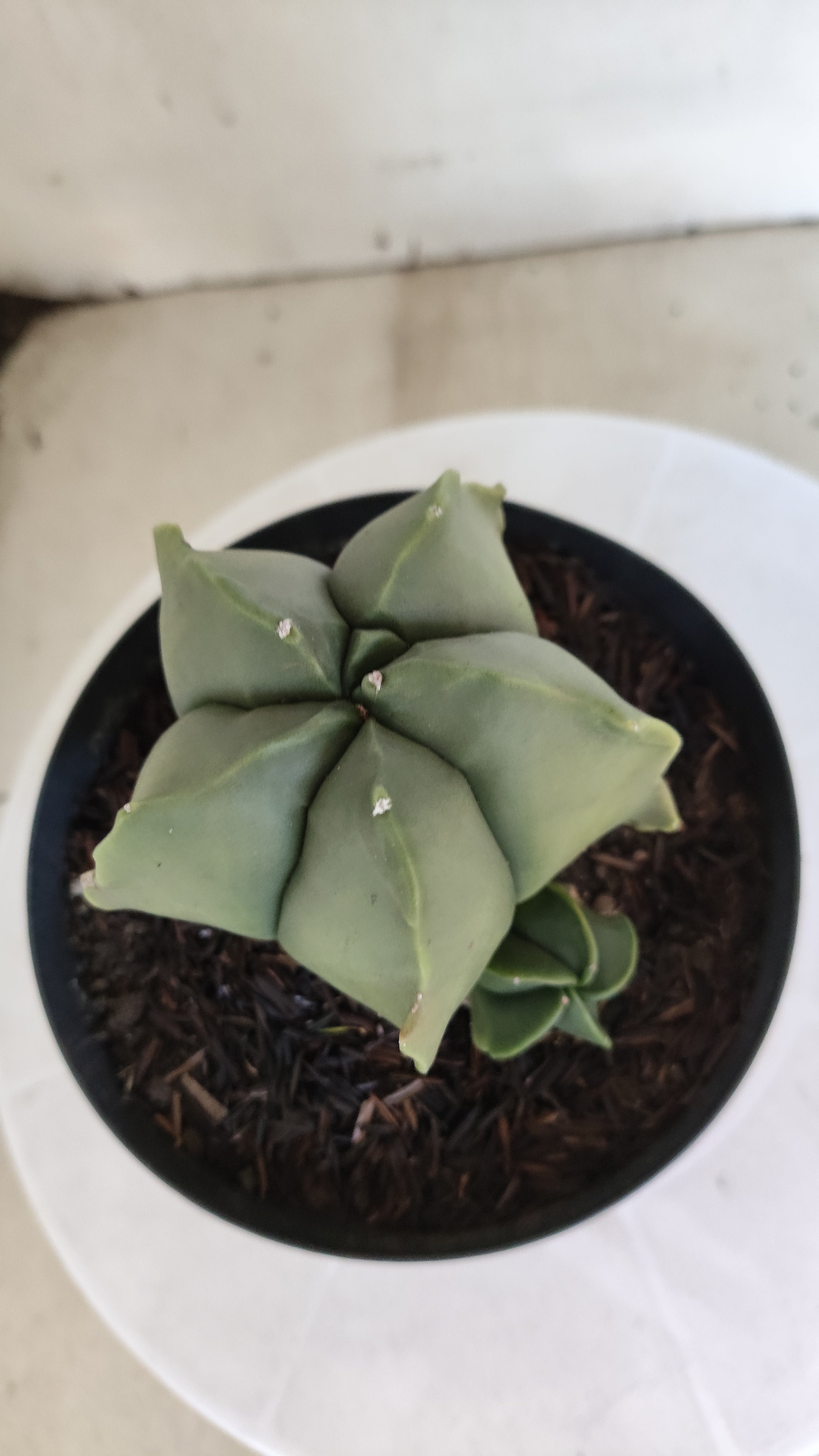 ASTROPHYTUM MYRIOSTIGMA "BICÉFALO" Nº 1214 – vaso 15