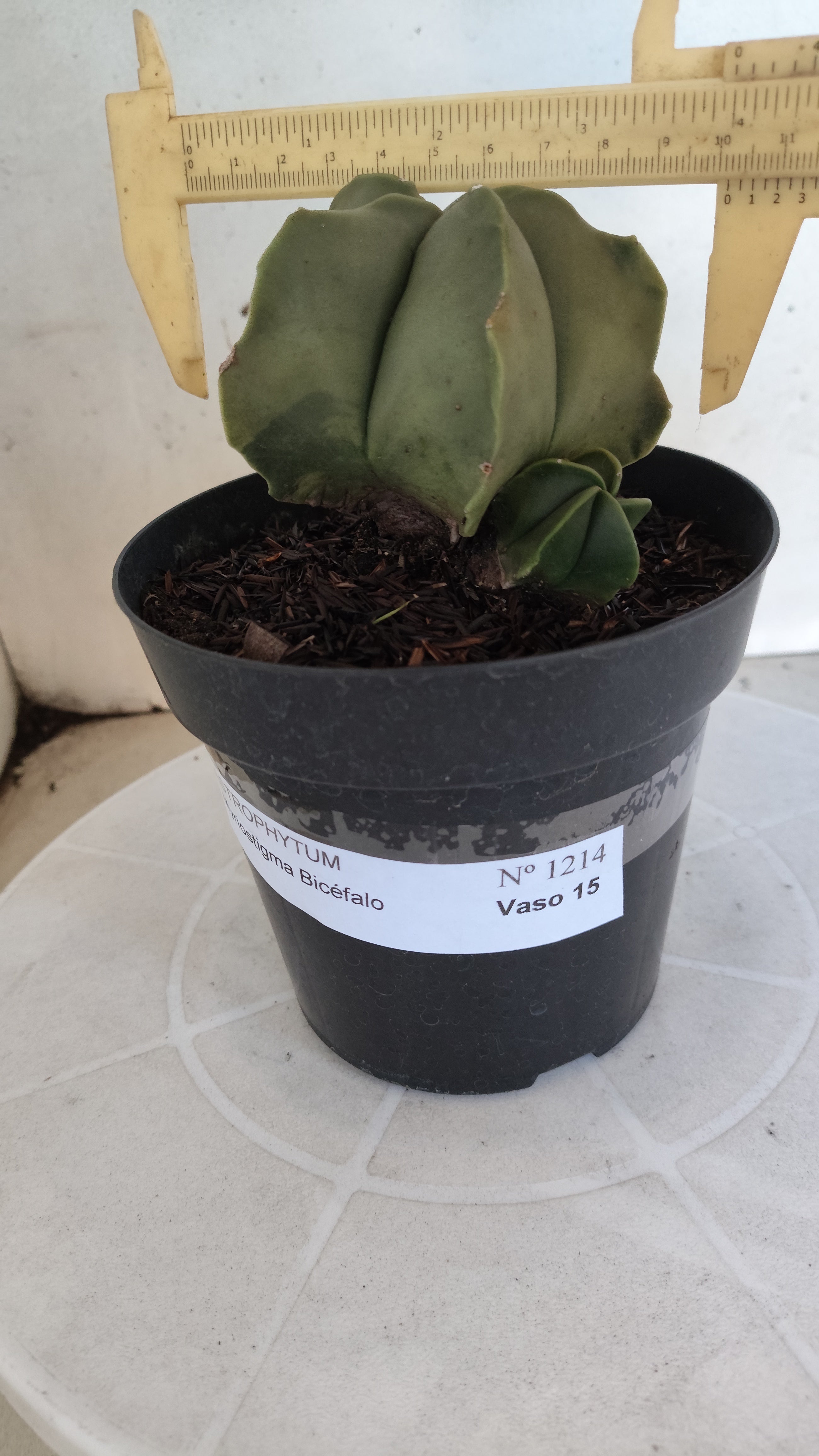 ASTROPHYTUM MYRIOSTIGMA "BICÉFALO" Nº 1214 – vaso 15