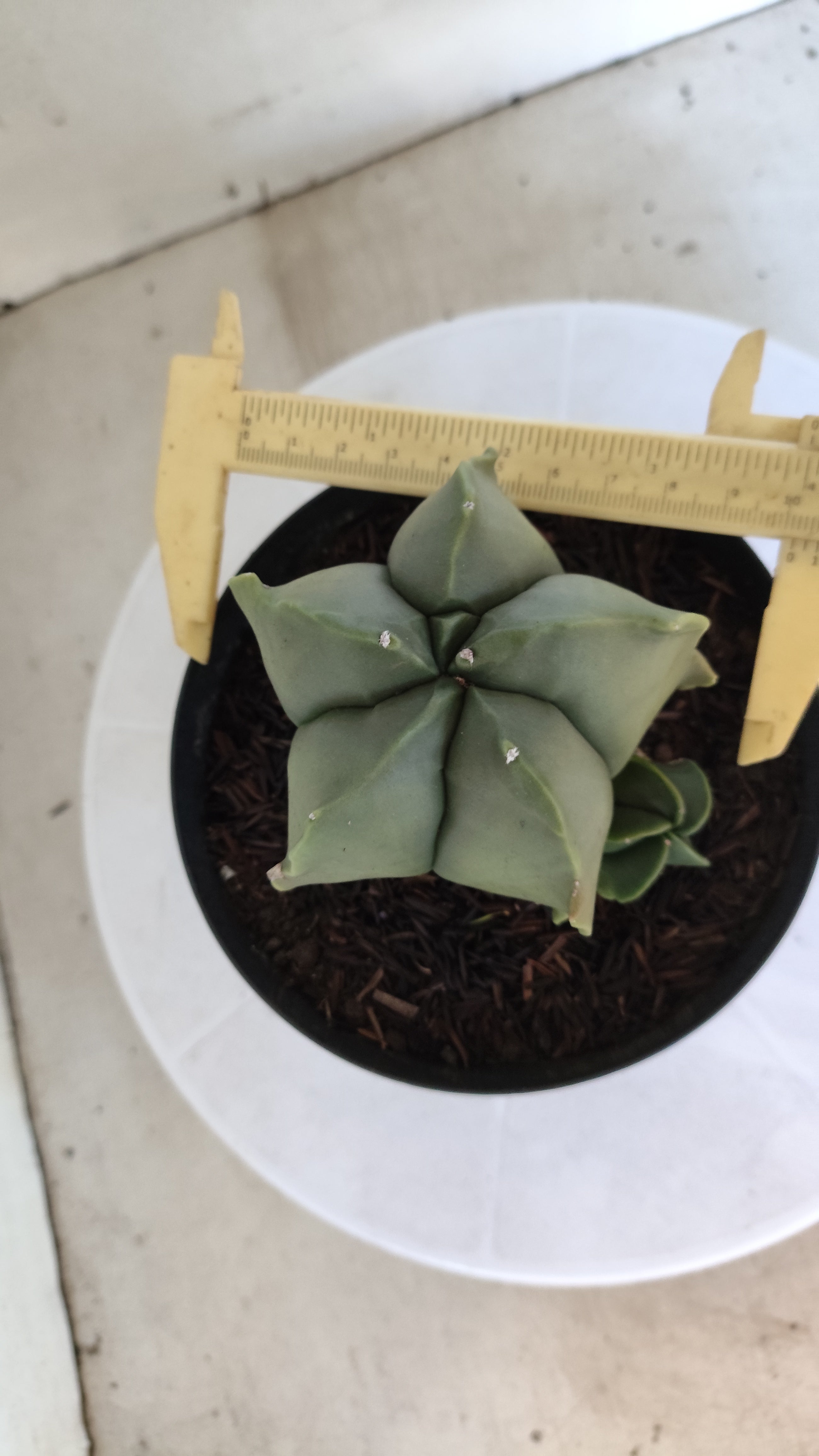 ASTROPHYTUM MYRIOSTIGMA "BICÉFALO" Nº 1214 – vaso 15