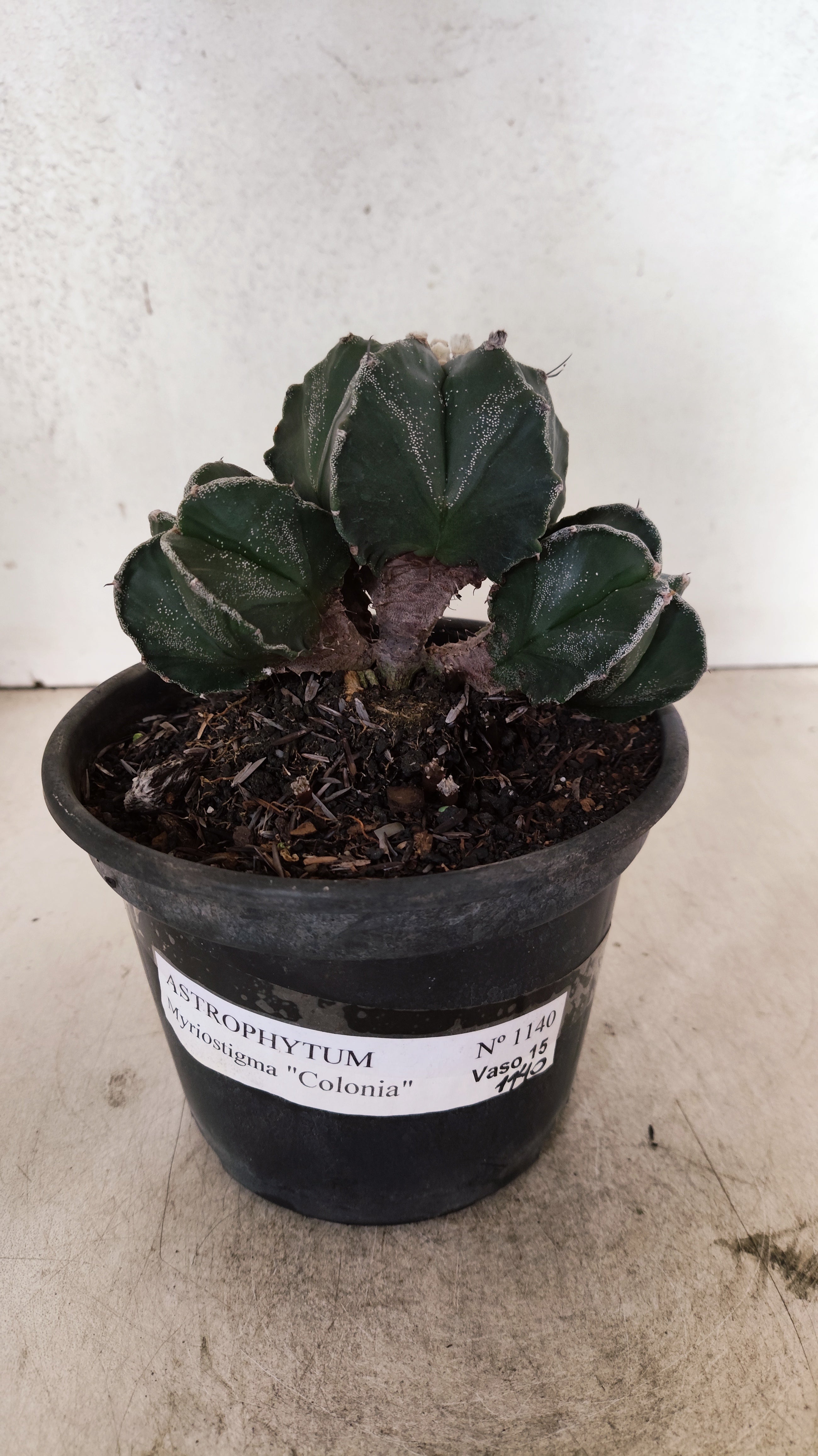 MATRIZ ASTROPHYTUM MYRIOSTIGMA "Colônia" Nº 1140 – vaso 15