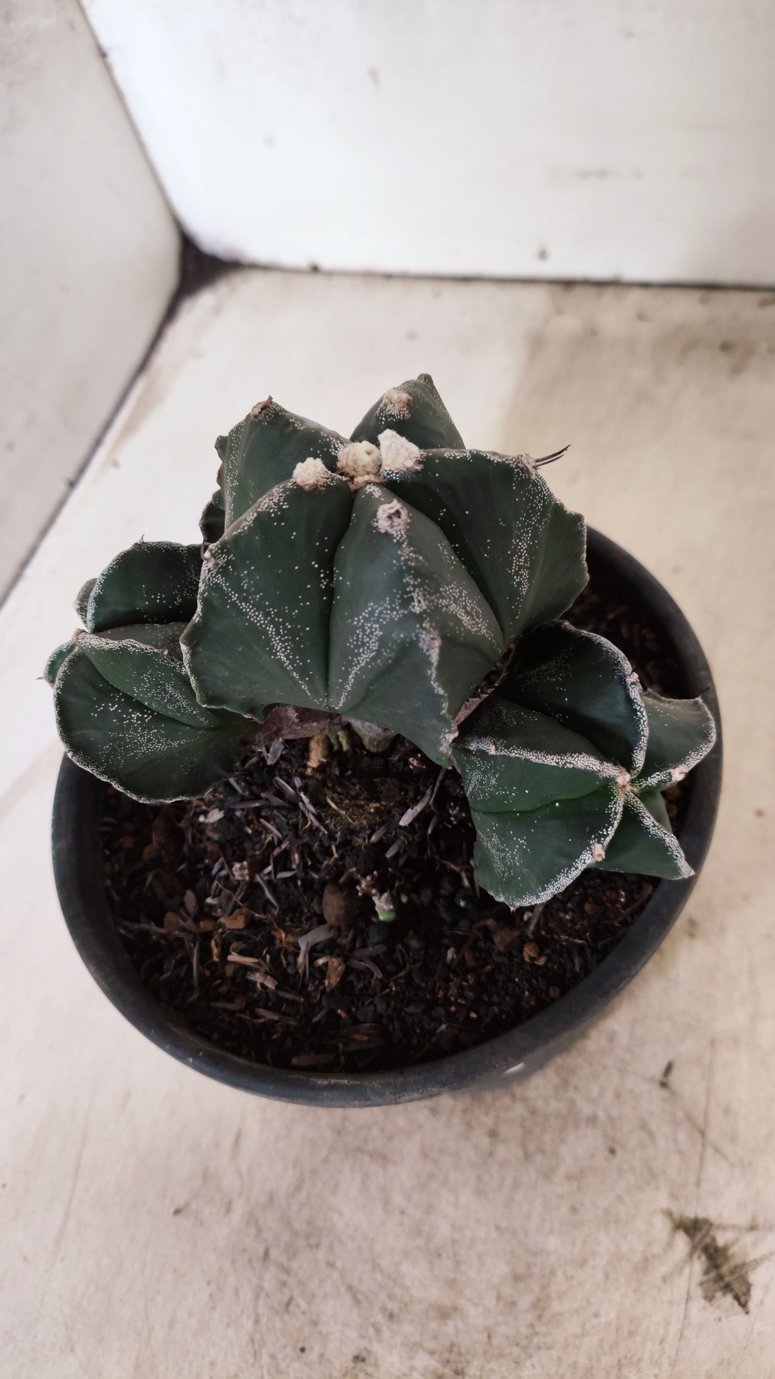 MATRIZ ASTROPHYTUM MYRIOSTIGMA "Colônia" Nº 1140 – vaso 15
