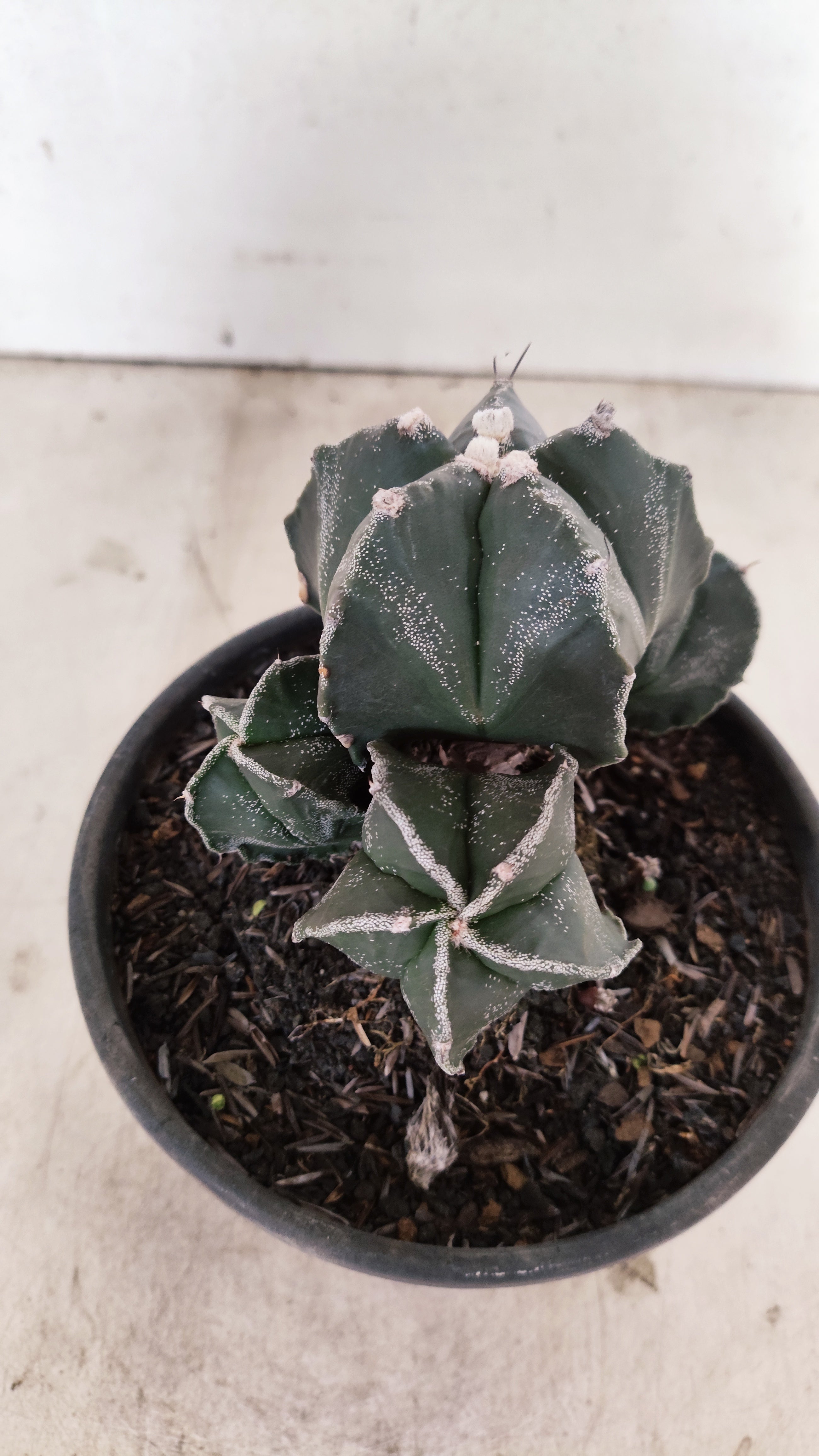 MATRIZ ASTROPHYTUM MYRIOSTIGMA "Colônia" Nº 1140 – vaso 15