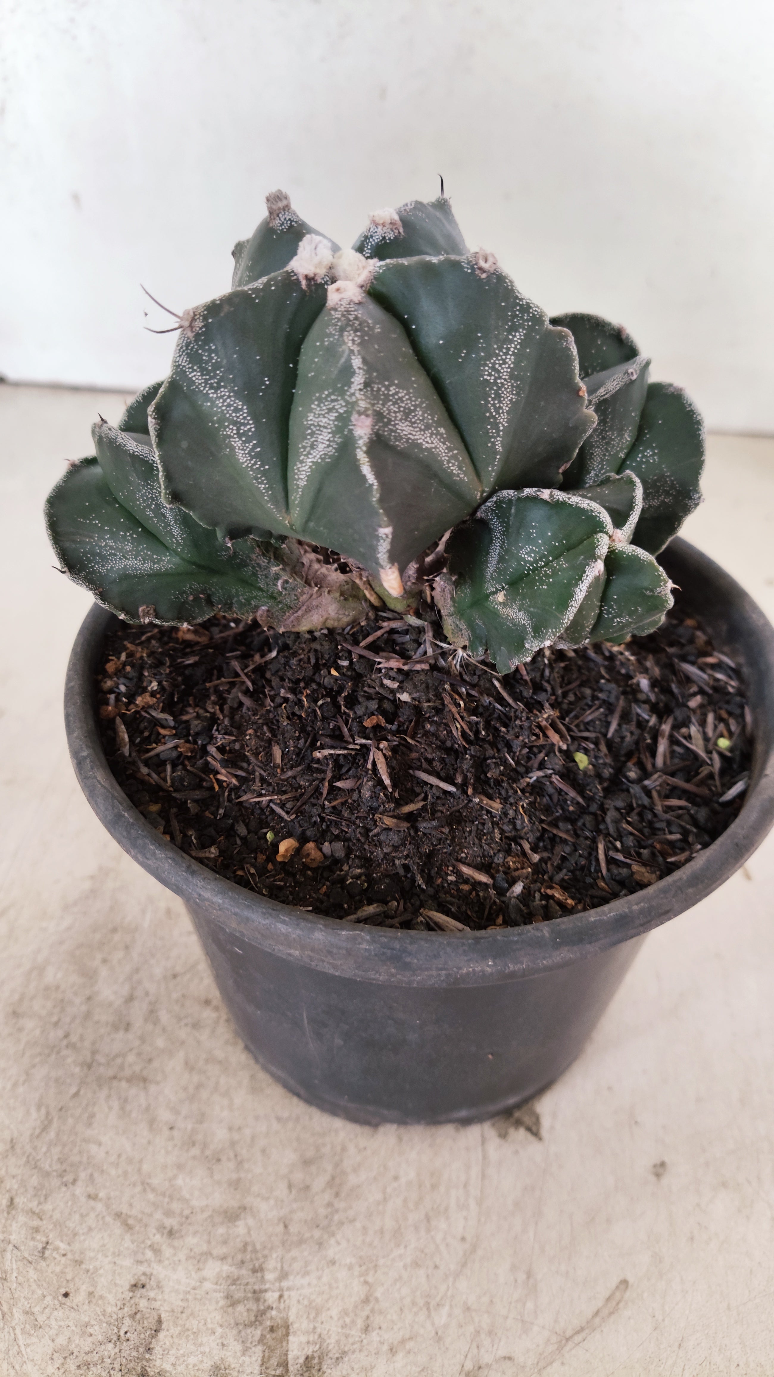 MATRIZ ASTROPHYTUM MYRIOSTIGMA "Colônia" Nº 1140 – vaso 15