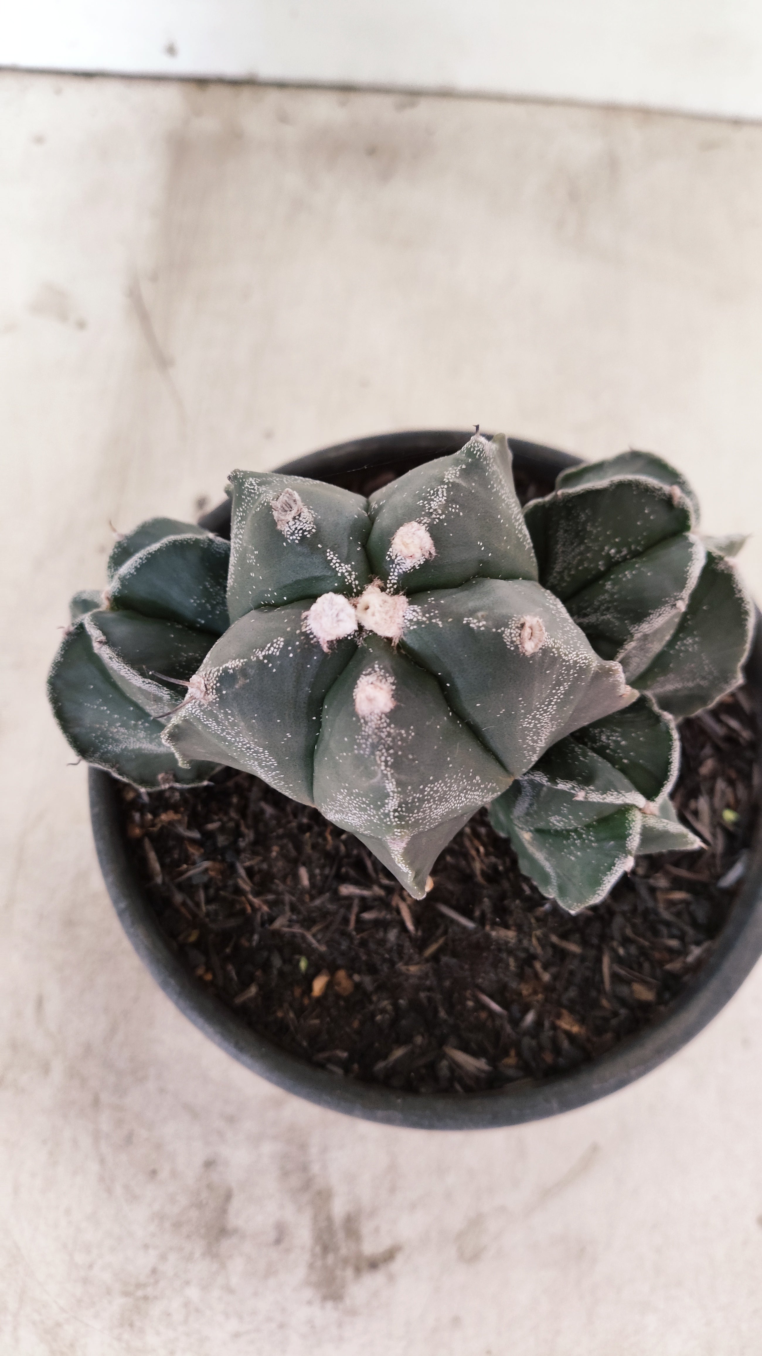 MATRIZ ASTROPHYTUM MYRIOSTIGMA "Colônia" Nº 1140 – vaso 15