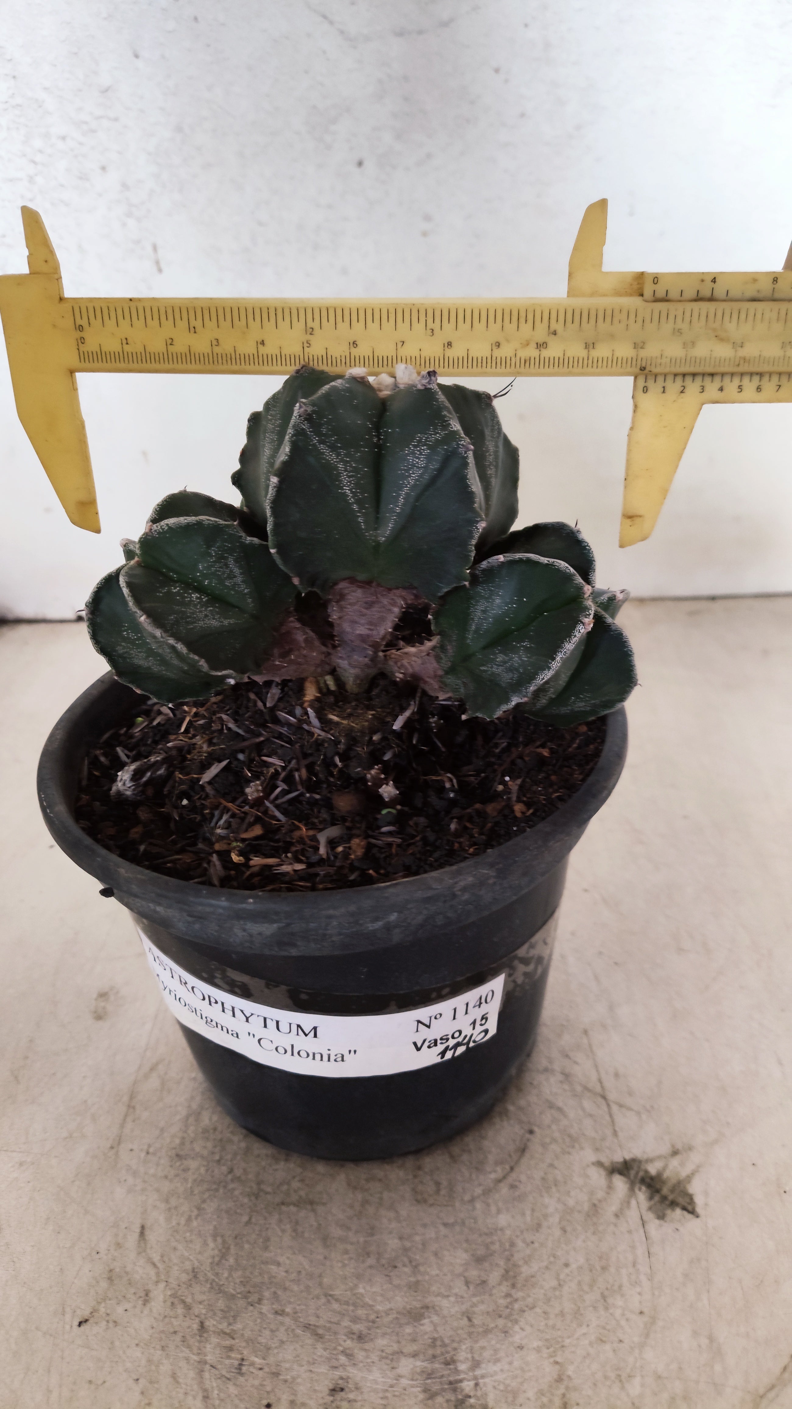 MATRIZ ASTROPHYTUM MYRIOSTIGMA "Colônia" Nº 1140 – vaso 15