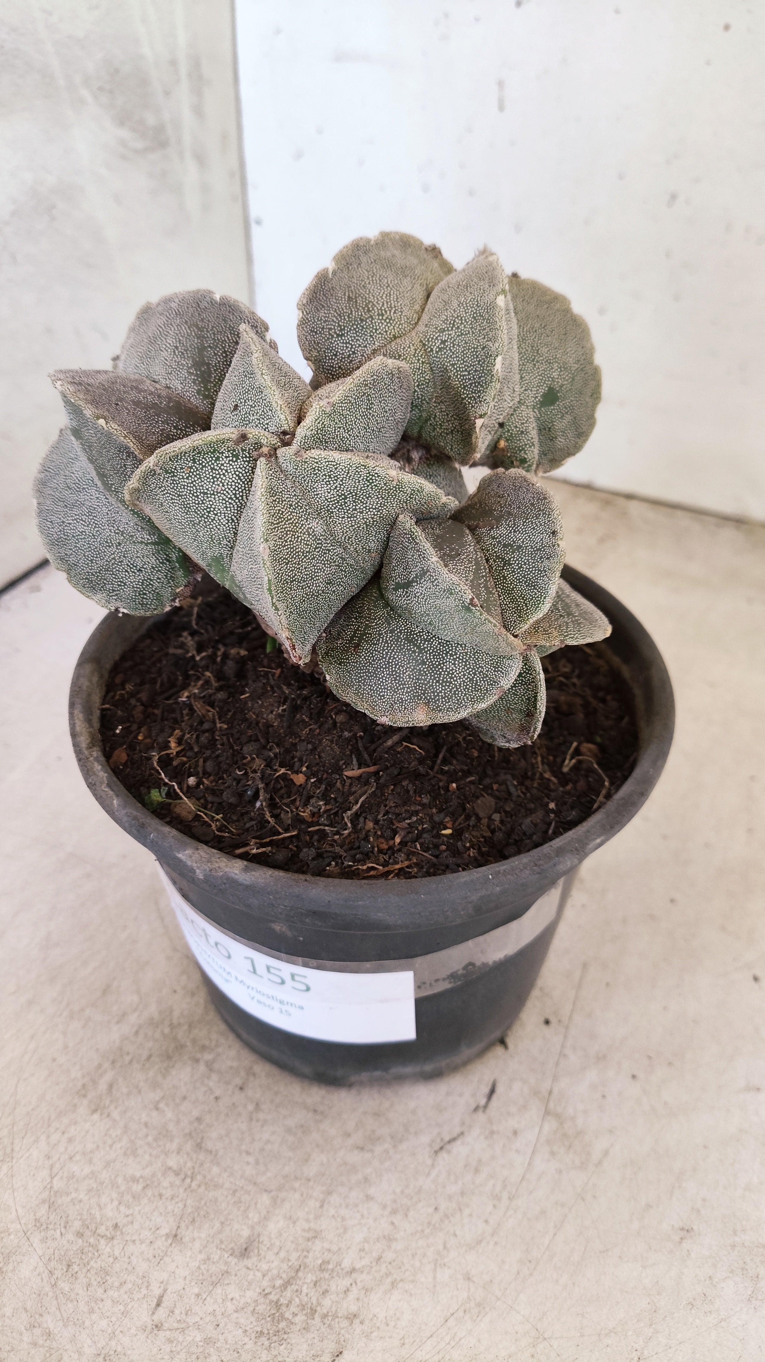 ASTROPHYTUM MYRIOSTIGMA "Colonia" Nº 155 – vaso 15