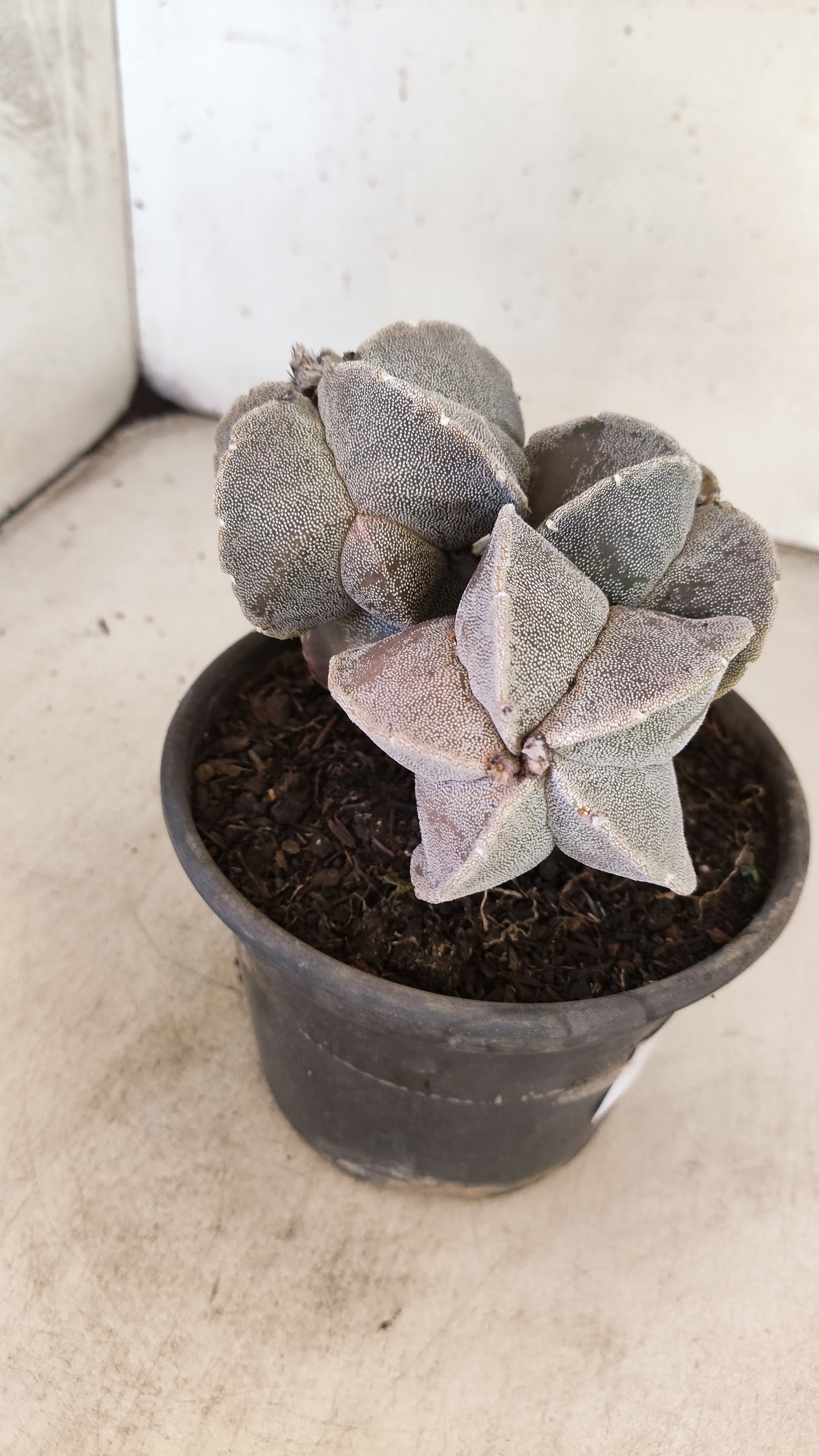 ASTROPHYTUM MYRIOSTIGMA "Colonia" Nº 155 – vaso 15