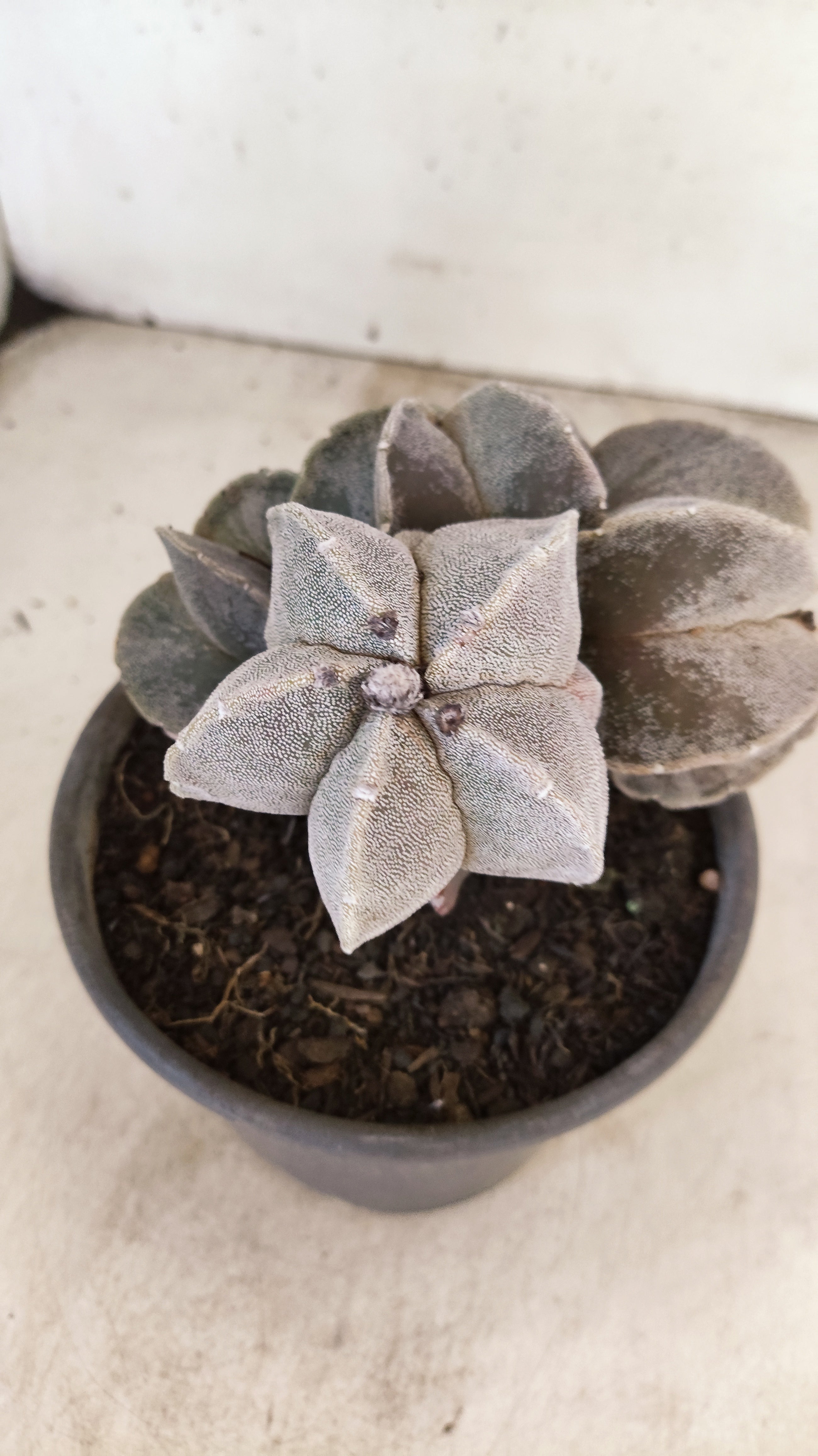 ASTROPHYTUM MYRIOSTIGMA "Colonia" Nº 155 – vaso 15