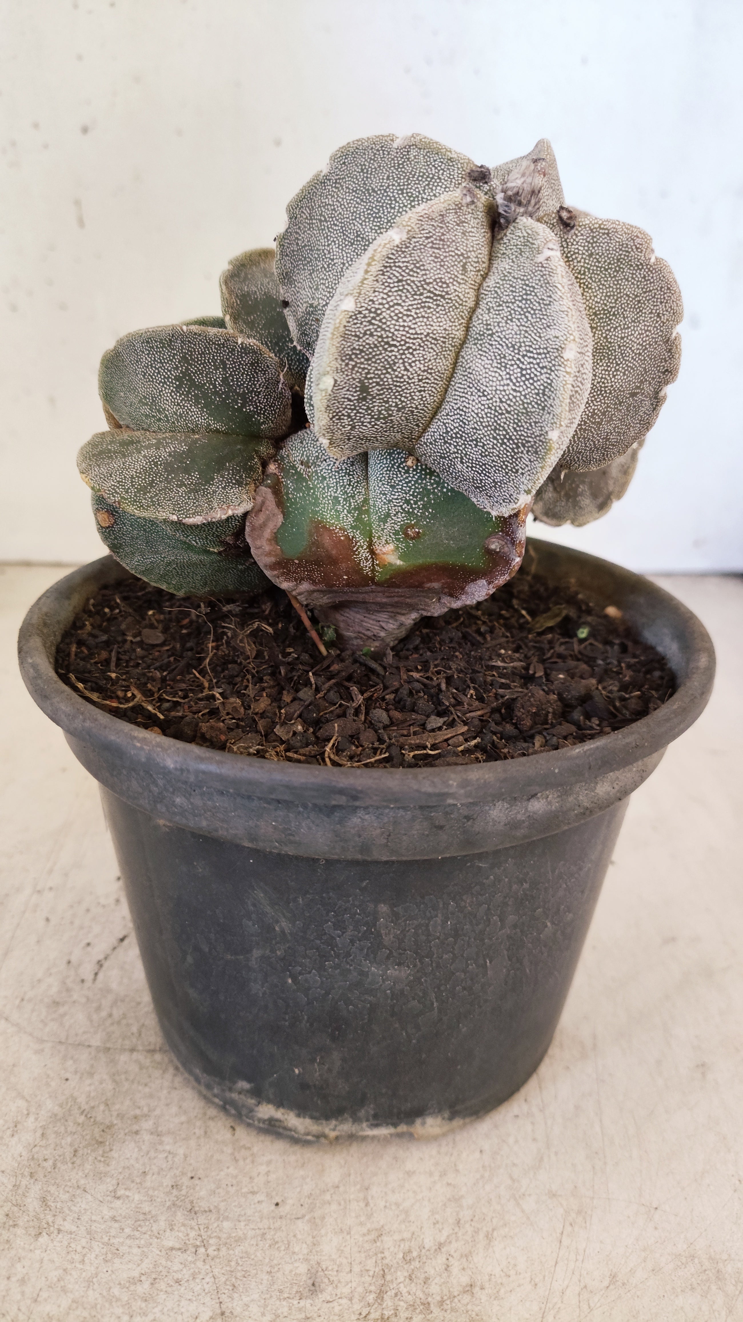 ASTROPHYTUM MYRIOSTIGMA "Colonia" Nº 155 – vaso 15