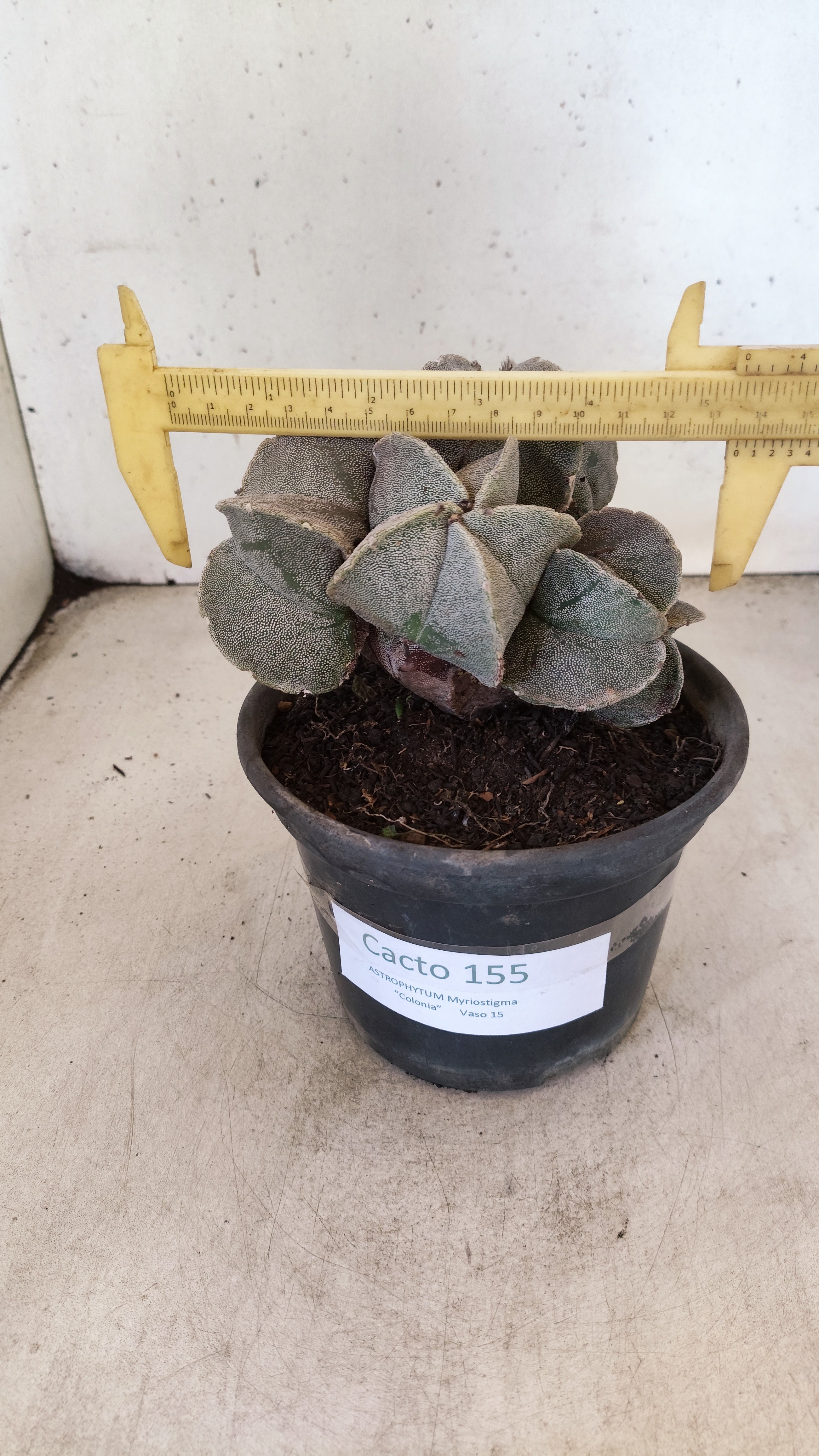 ASTROPHYTUM MYRIOSTIGMA "Colonia" Nº 155 – vaso 15