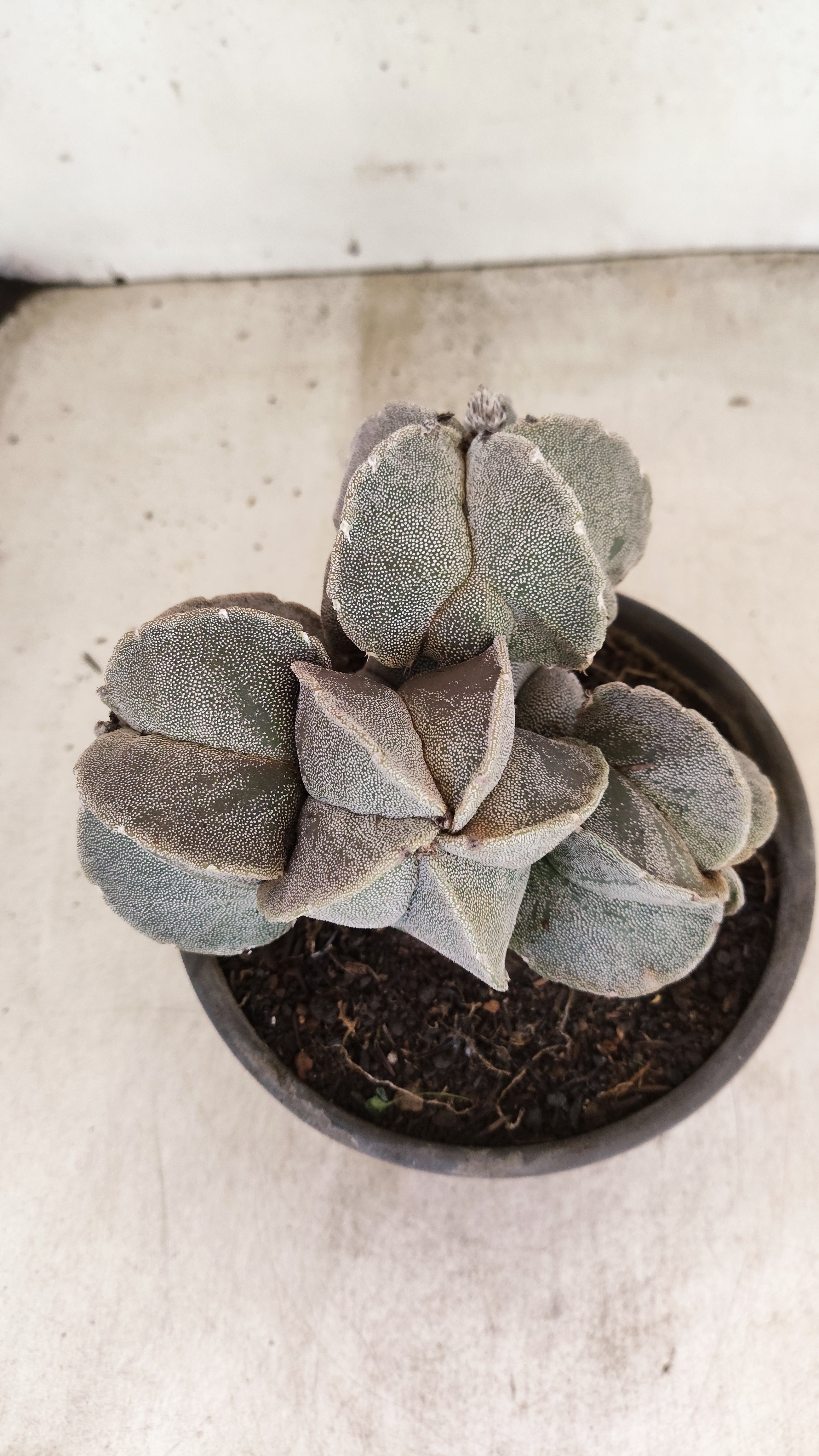 ASTROPHYTUM MYRIOSTIGMA "Colonia" Nº 155 – vaso 15