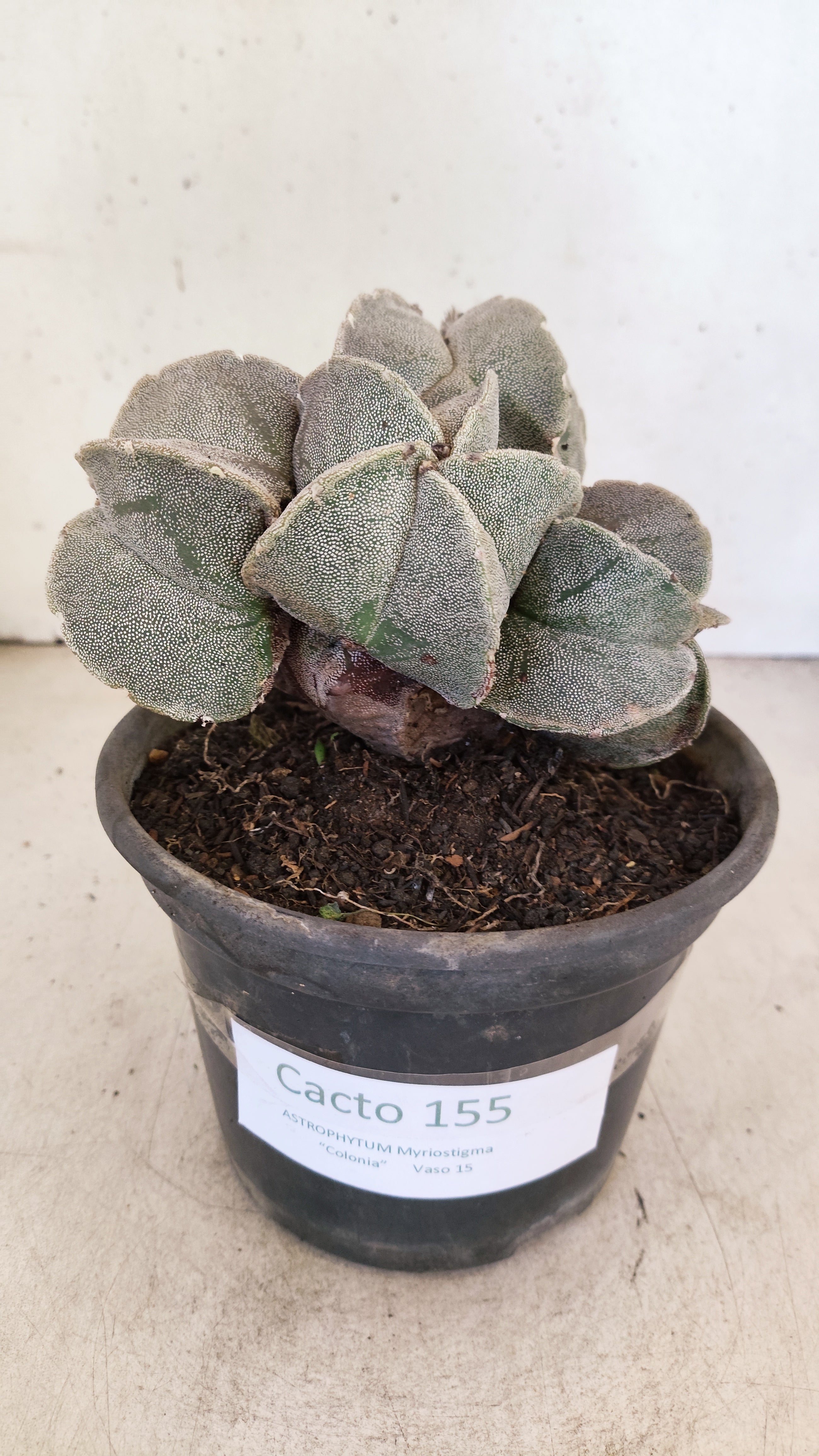 ASTROPHYTUM MYRIOSTIGMA "Colonia" Nº 155 – vaso 15