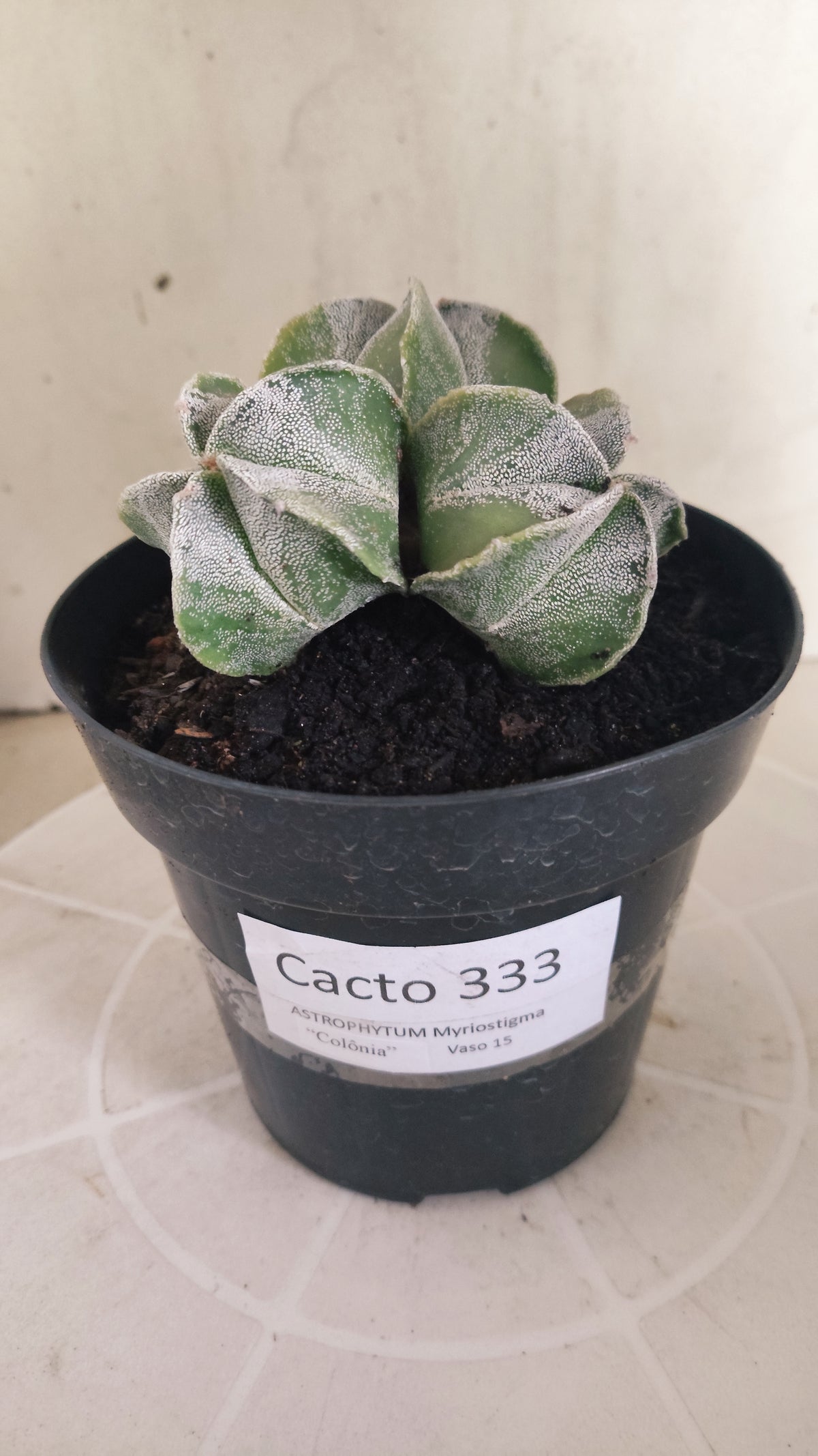 ASTROPHYTUM MYRIOSTIGMA "Colonia" Nº 333 – vaso 15