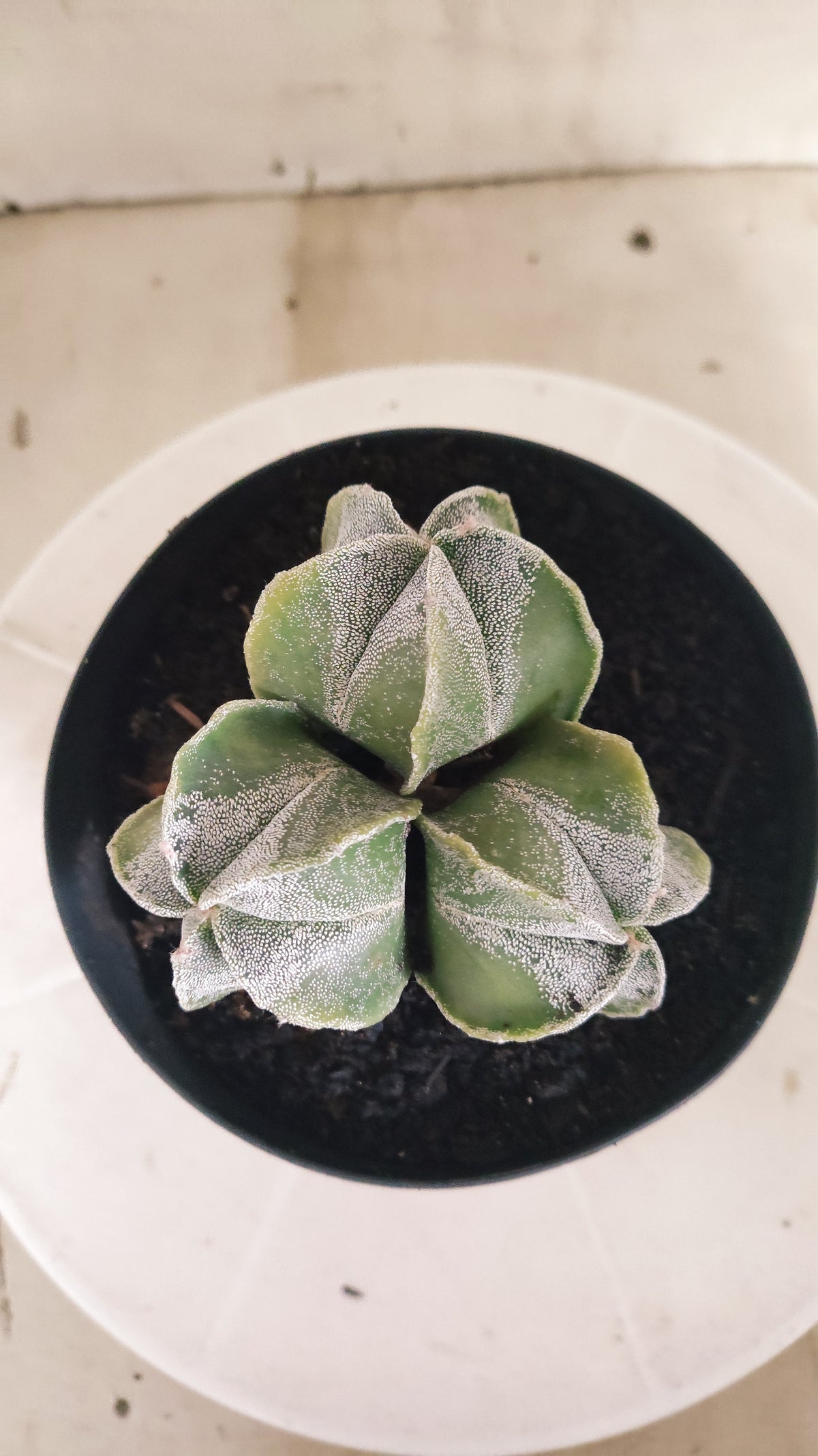 ASTROPHYTUM MYRIOSTIGMA "Colonia" Nº 333 – vaso 15