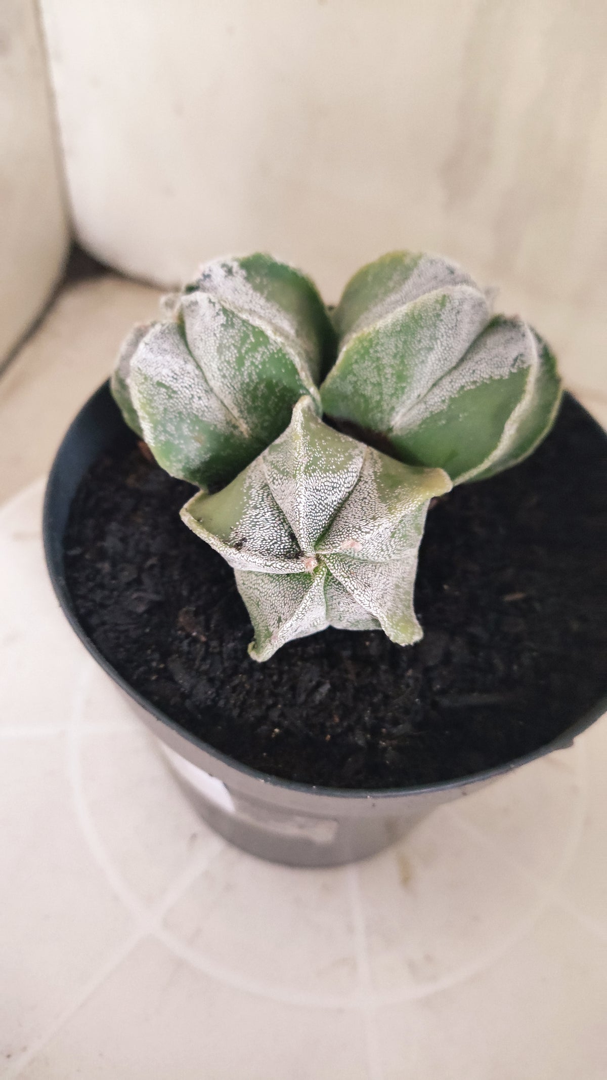 ASTROPHYTUM MYRIOSTIGMA "Colonia" Nº 333 – vaso 15