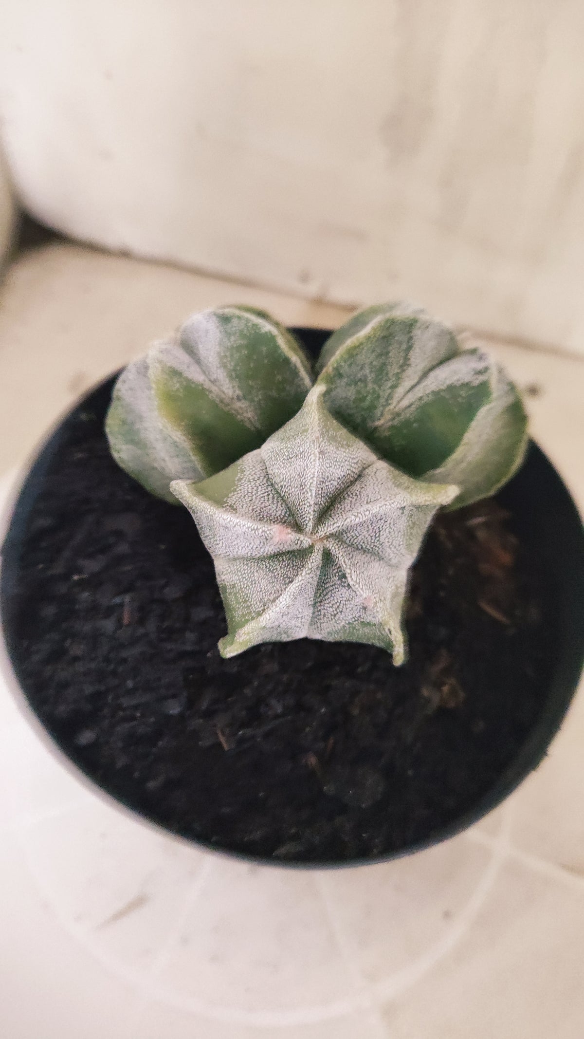 ASTROPHYTUM MYRIOSTIGMA "Colonia" Nº 333 – vaso 15