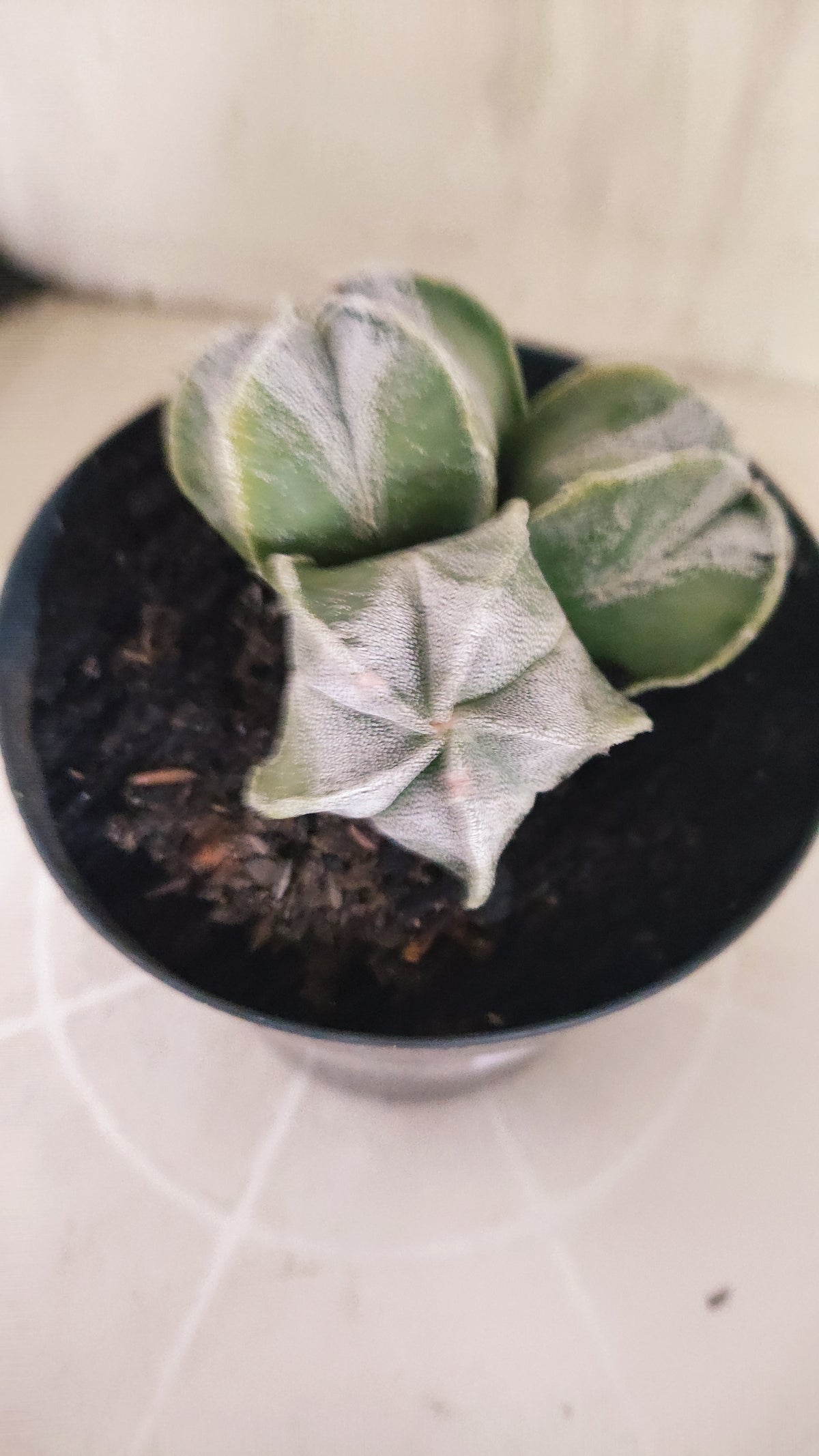 ASTROPHYTUM MYRIOSTIGMA "Colonia" Nº 333 – vaso 15
