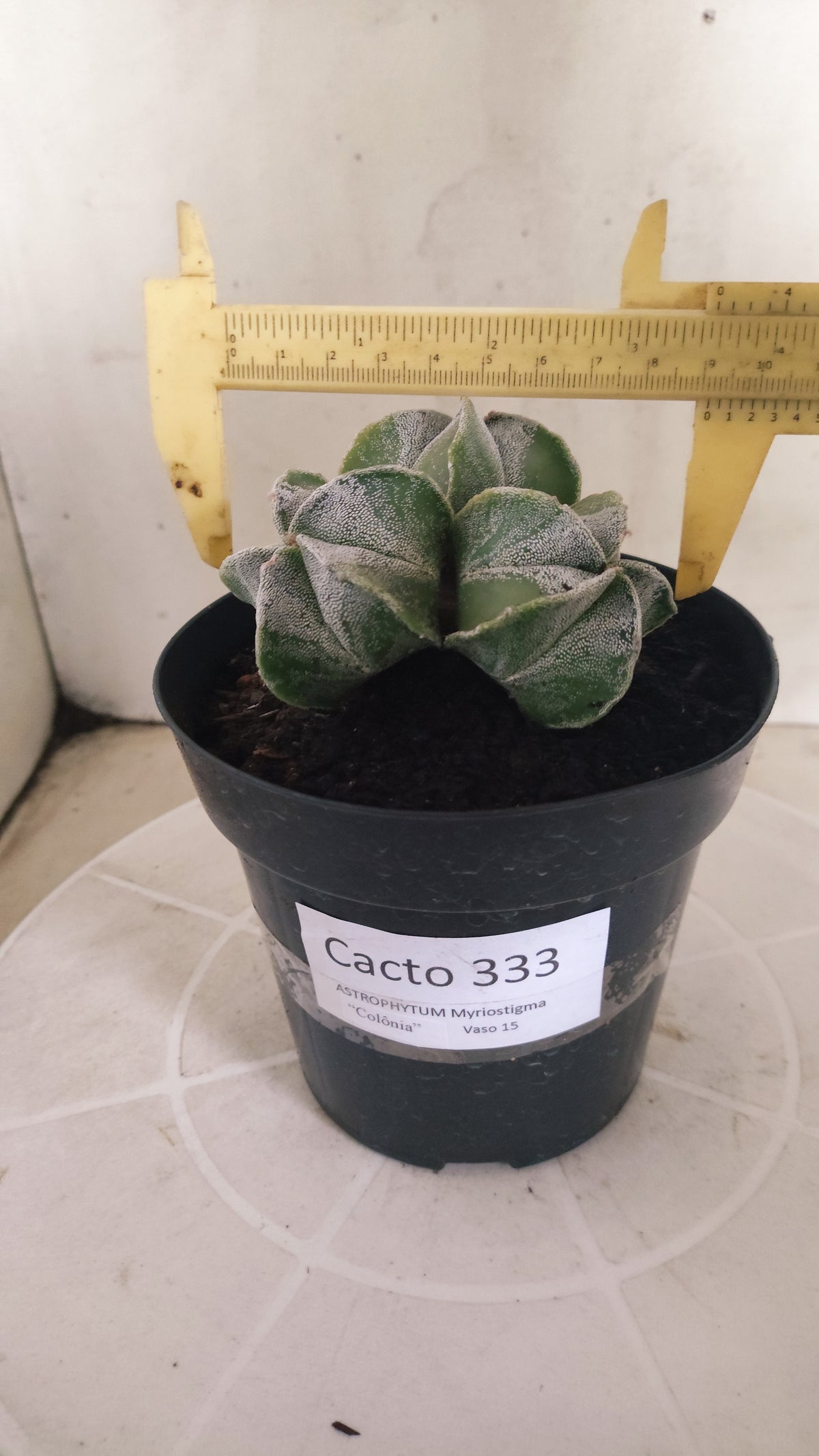 ASTROPHYTUM MYRIOSTIGMA "Colonia" Nº 333 – vaso 15