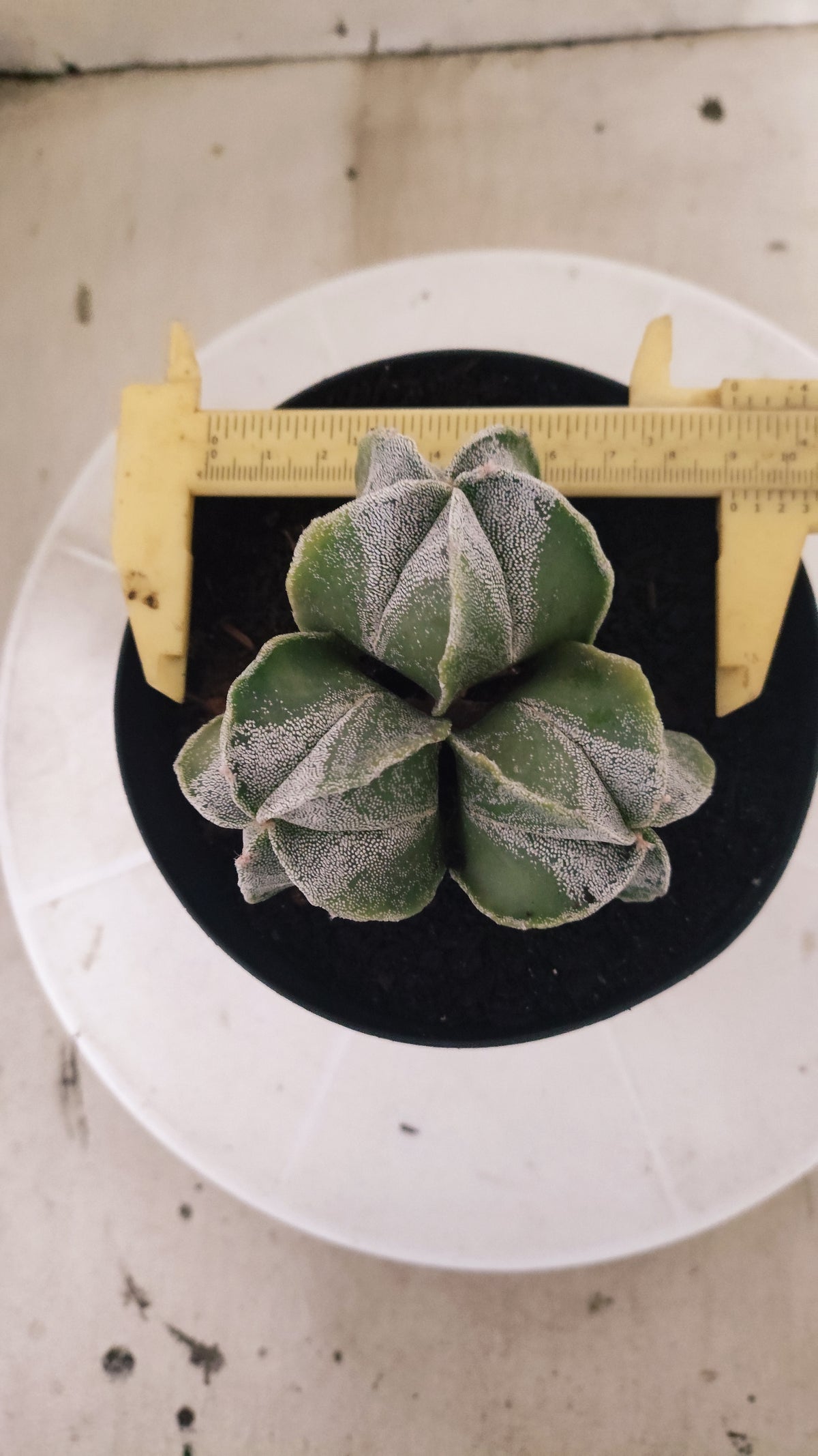 ASTROPHYTUM MYRIOSTIGMA "Colonia" Nº 333 – vaso 15