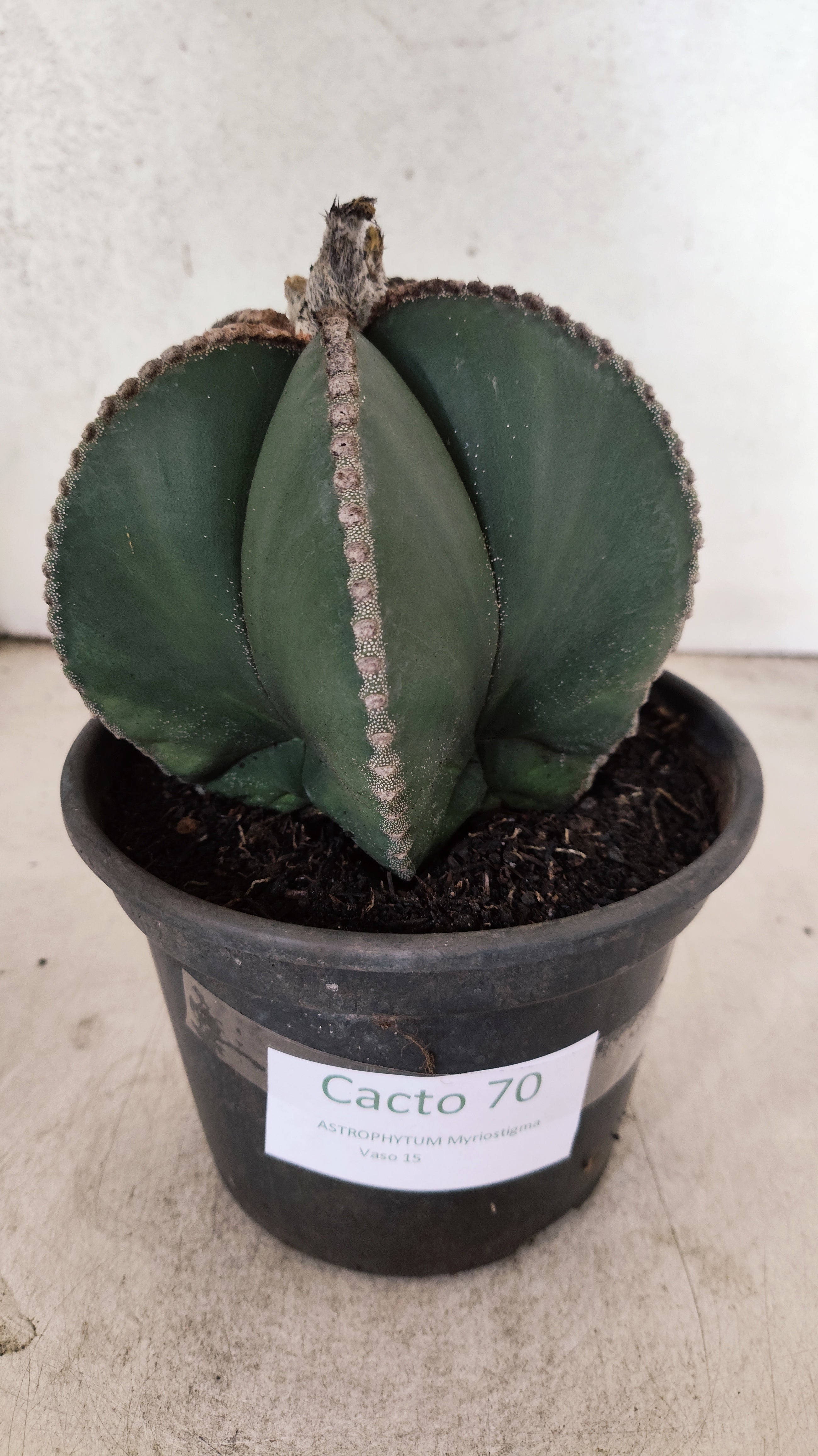 MATRIZ ASTROPHYTUM MYRIOSTIGMA "NUDUM" Nº 70 – vaso 15