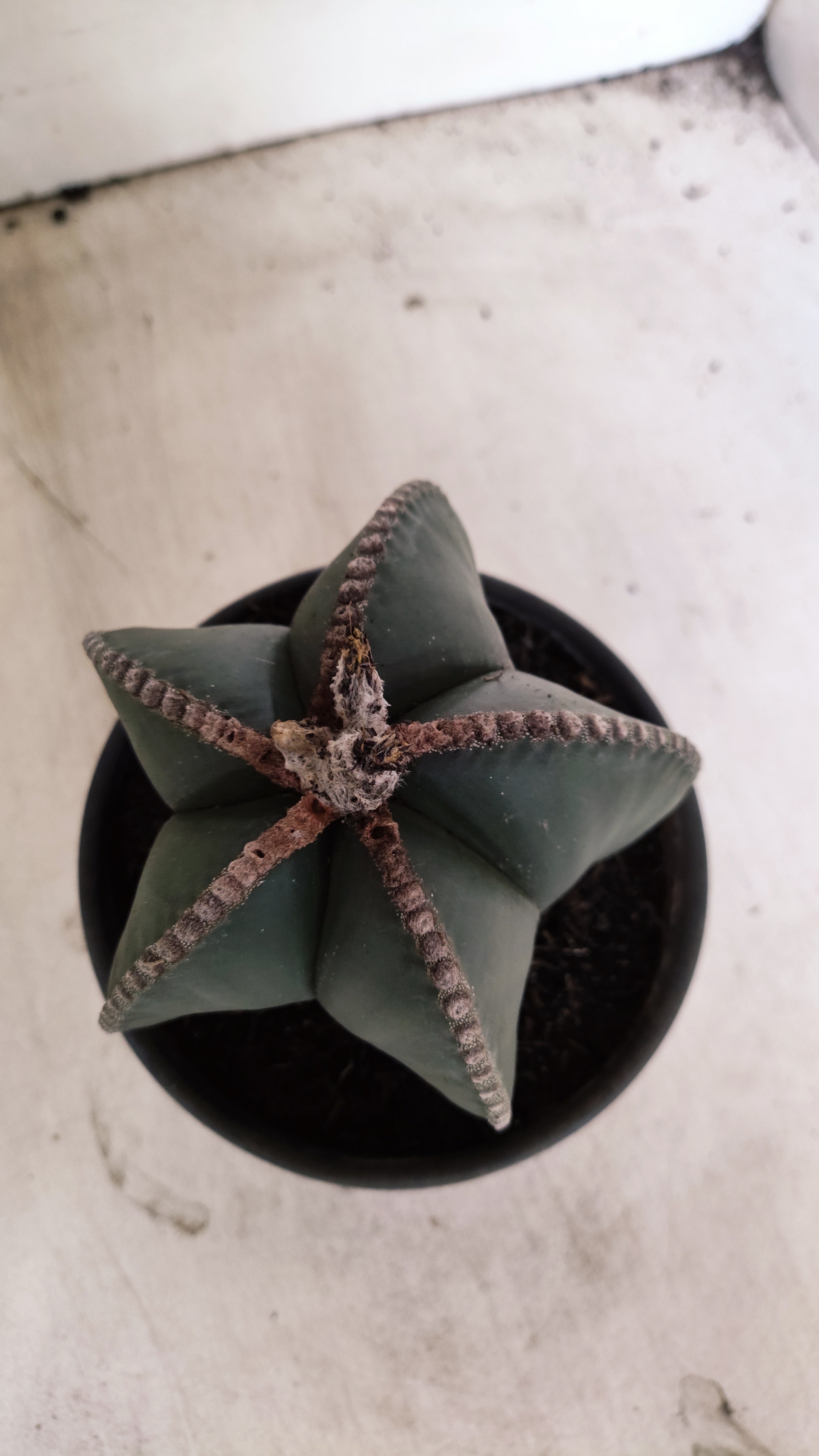 MATRIZ ASTROPHYTUM MYRIOSTIGMA "NUDUM" Nº 70 – vaso 15